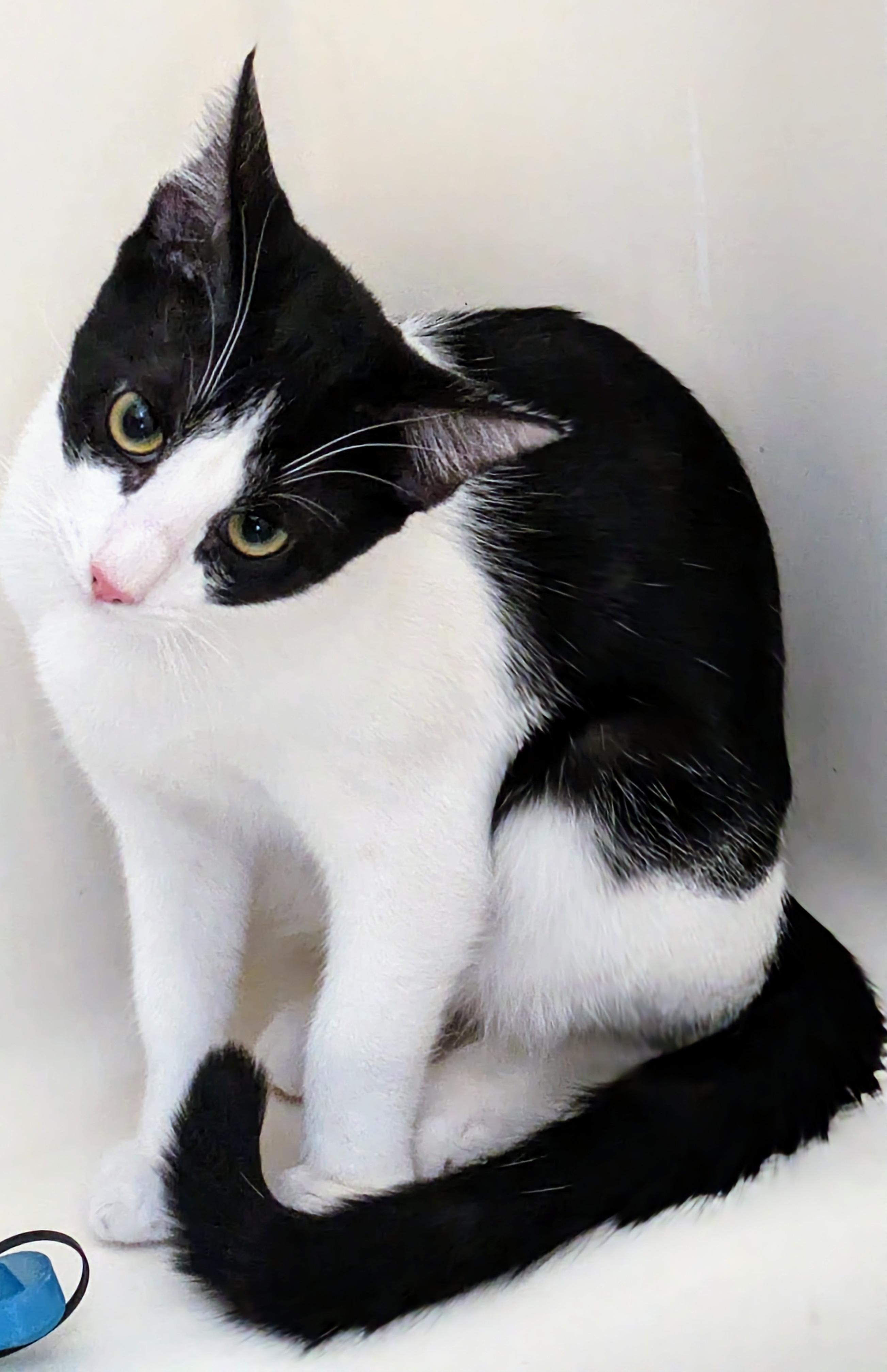 Enlarge Miracle, a Adopted Domestic Short Hair in Chino Hills, CA image 4/6