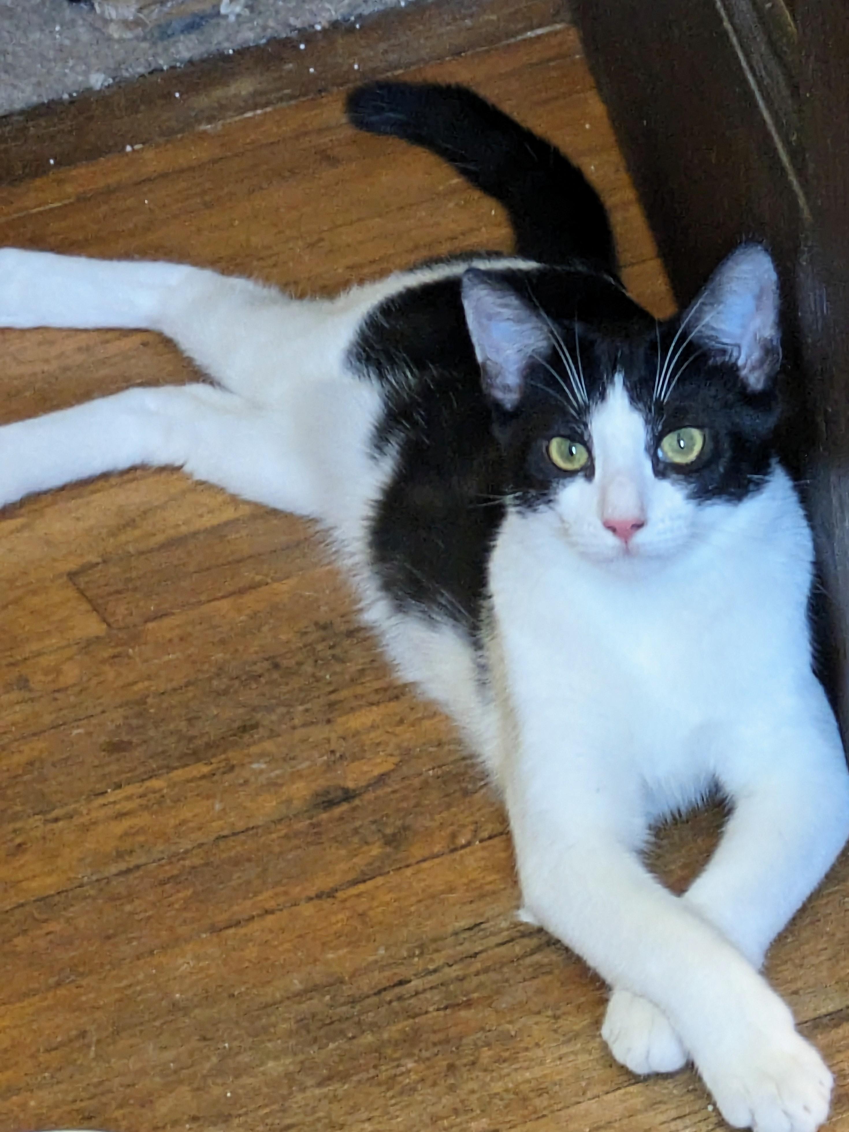 Enlarge Miracle, a Adopted Domestic Short Hair in Chino Hills, CA image 1/6