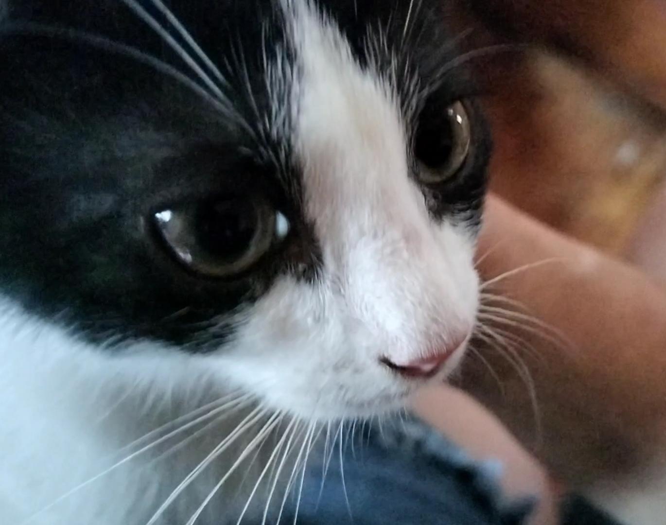 Enlarge Miracle, a Adopted Domestic Short Hair in Chino Hills, CA image 5/6