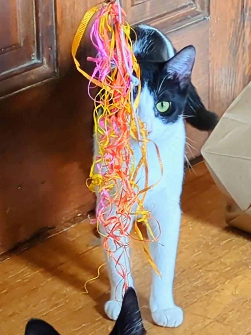 Enlarge Miracle, a Adopted Domestic Short Hair in Chino Hills, CA image 6/6