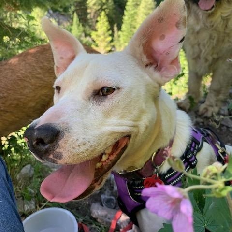 Piper, an adoptable Pit Bull Terrier in Thayne, WY, 83127 | Photo Image 3