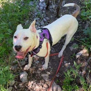 Piper photo 4
