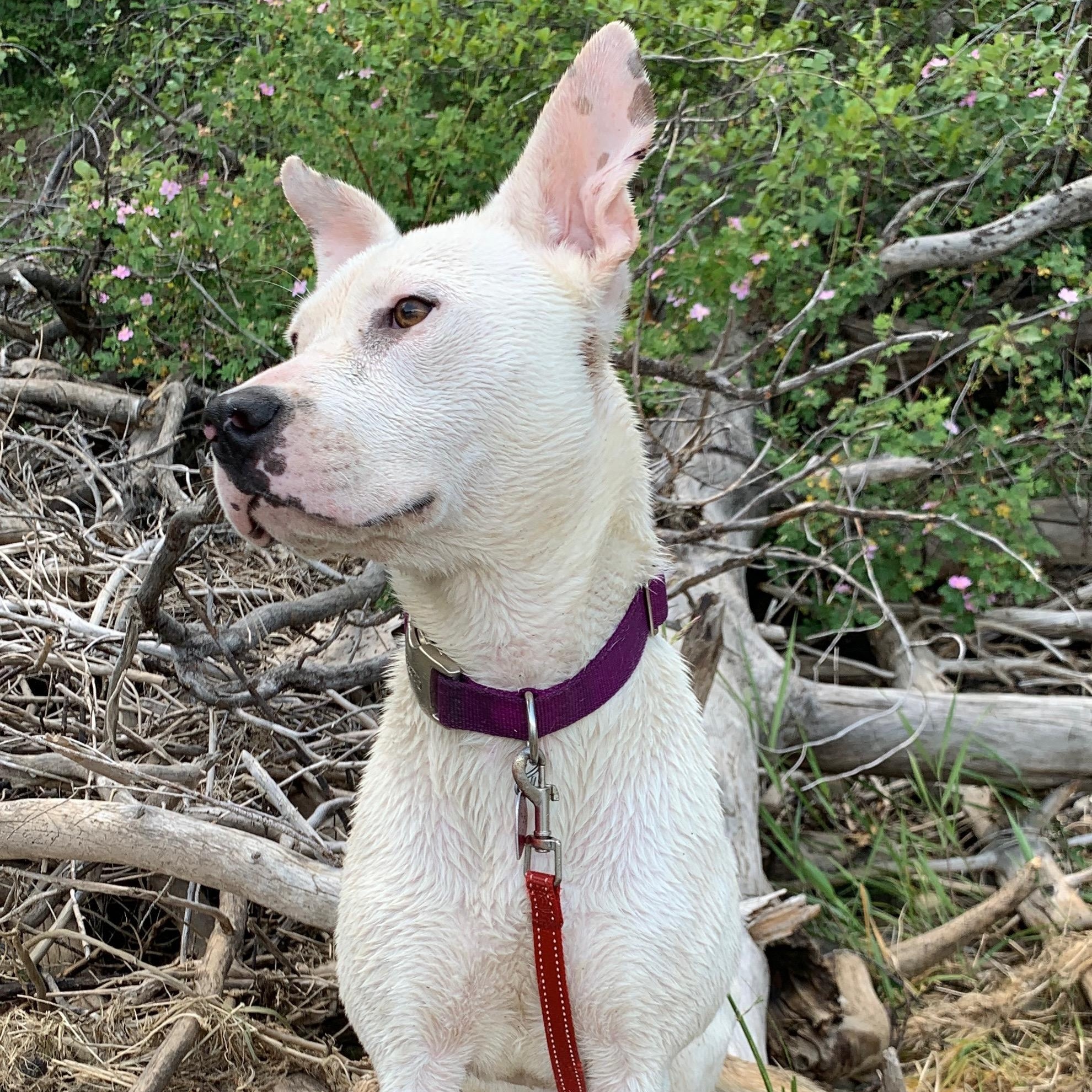 Piper photo 2