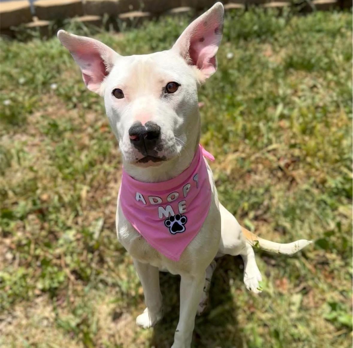 Piper