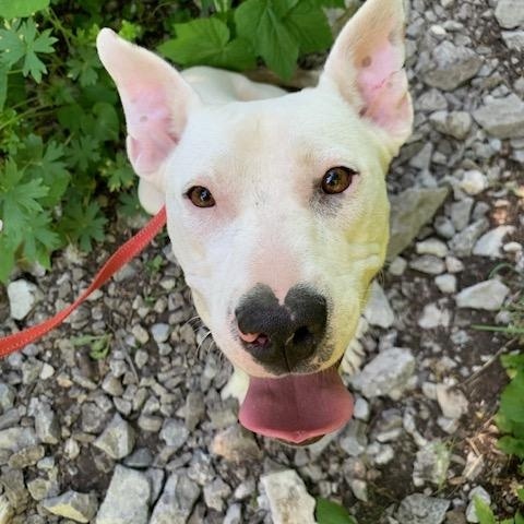 Piper, an adoptable Pit Bull Terrier in Thayne, WY, 83127 | Photo Image 5