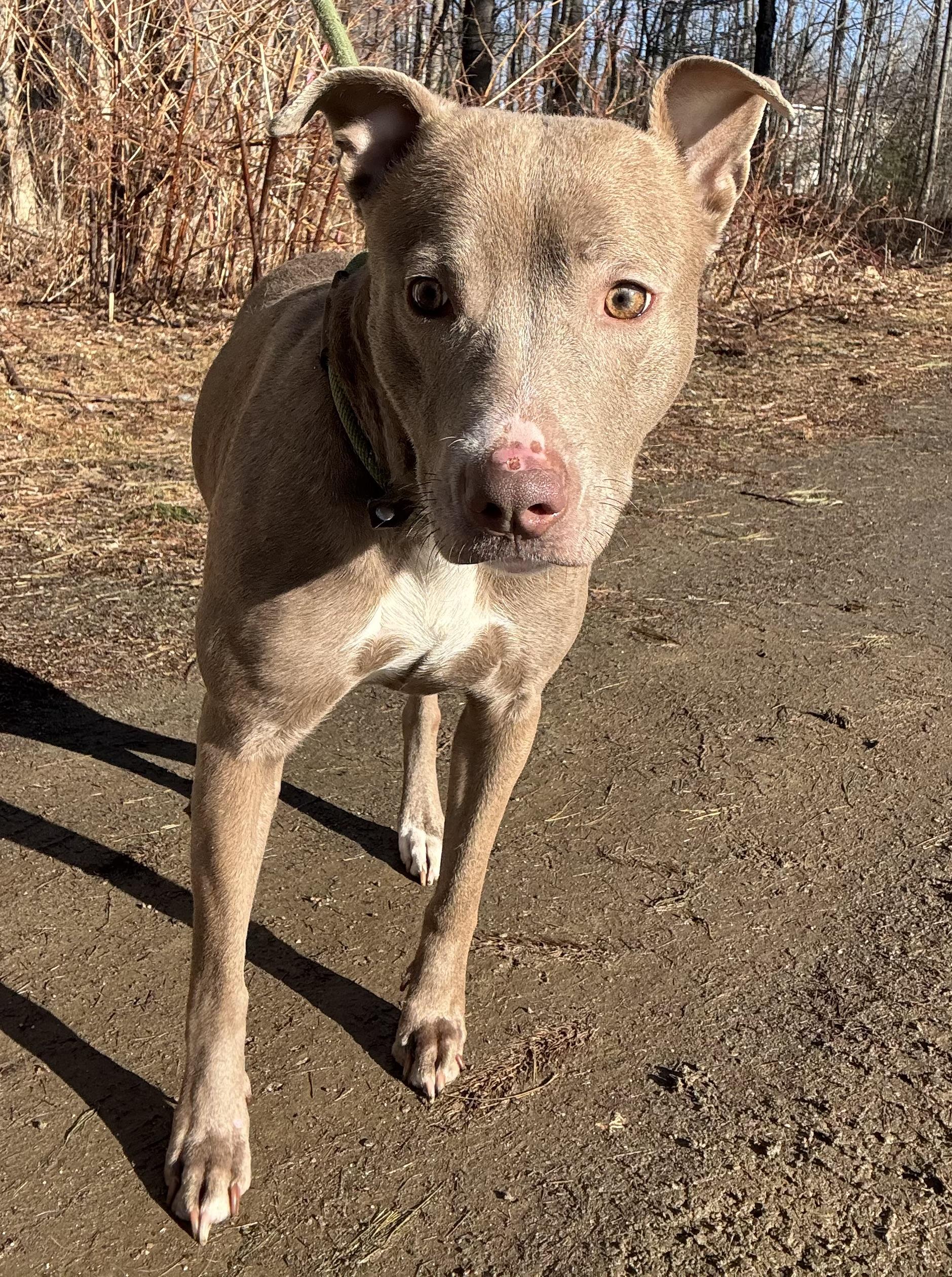 Pickles, Adoptable, Adult Female Mixed Breed.