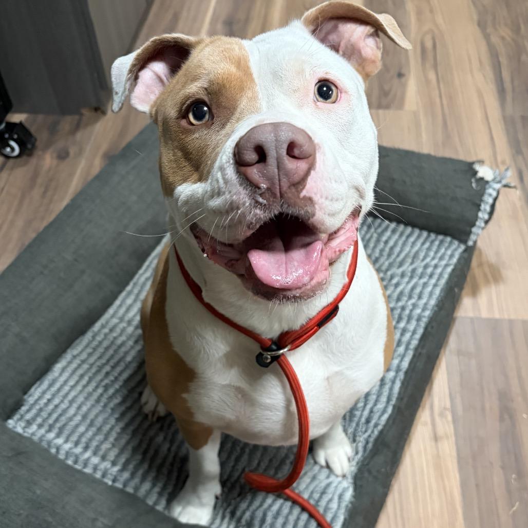 Winona, Adoptable, Adult Female American Bulldog.