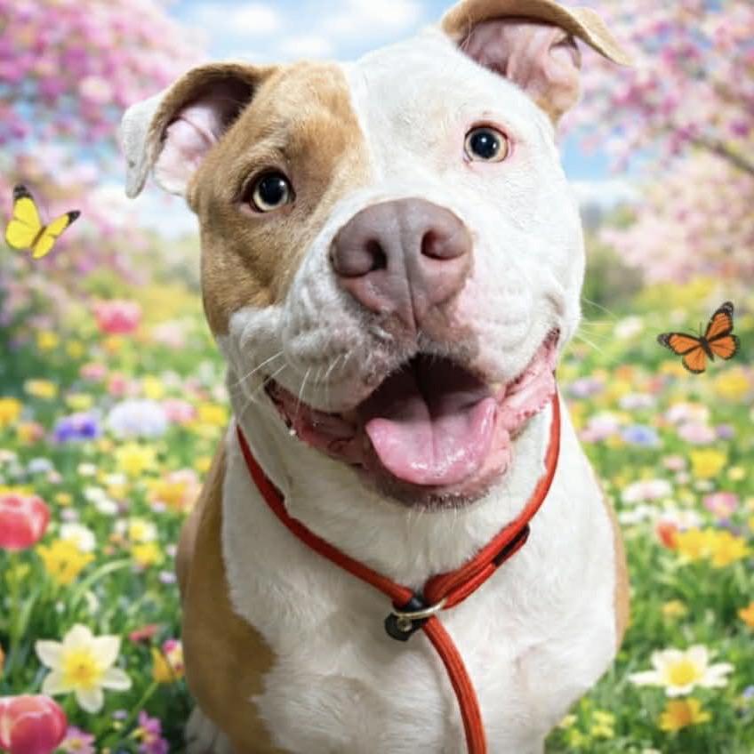 Winona, Adoptable, Adult Female American Bulldog.