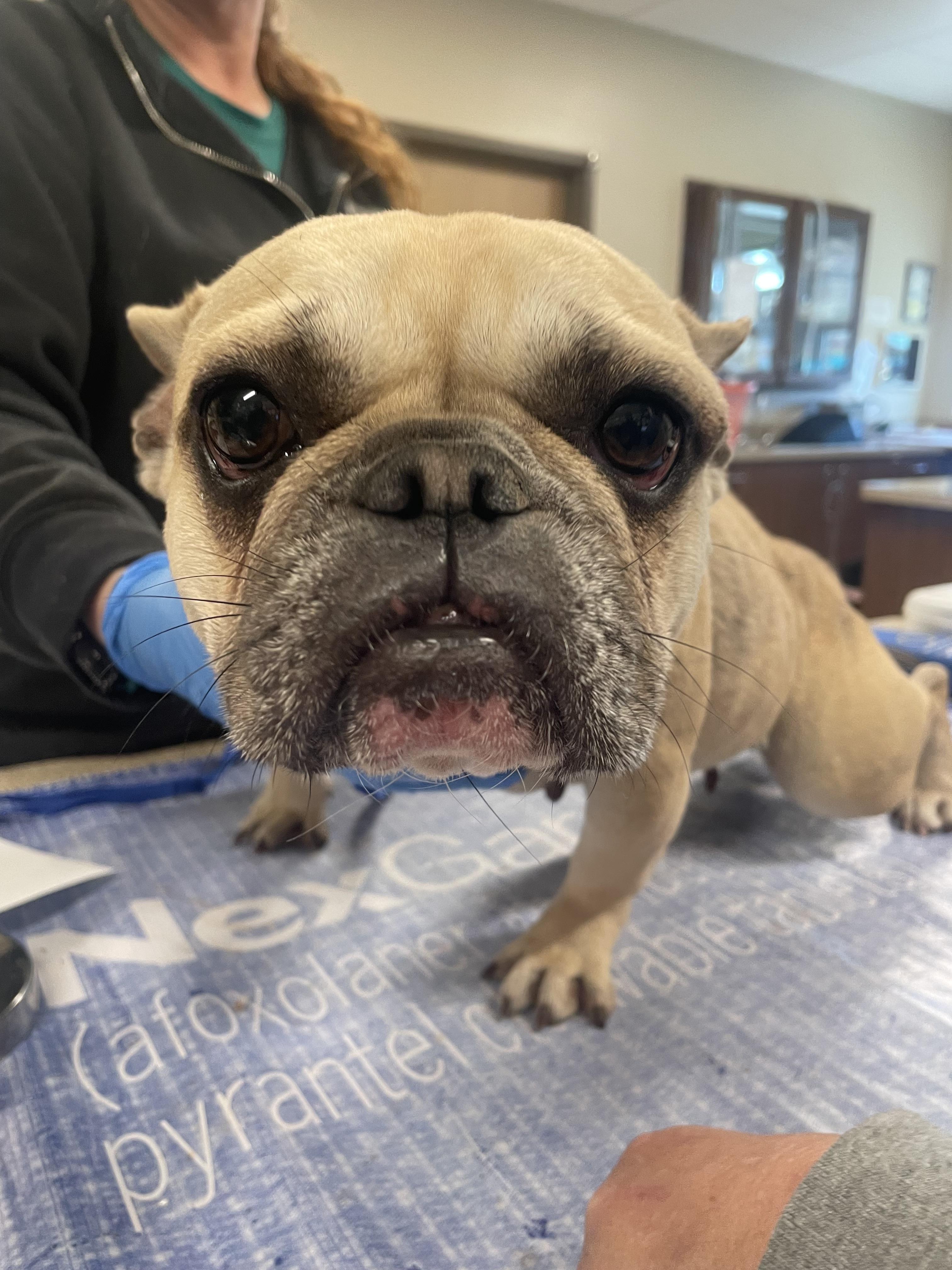 Cardi Bunni, Adoptable, Adult Female French Bulldog.