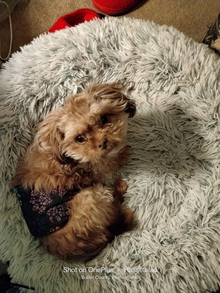 Carmen, Adoptable, Young Male Pekingese & Poodle.