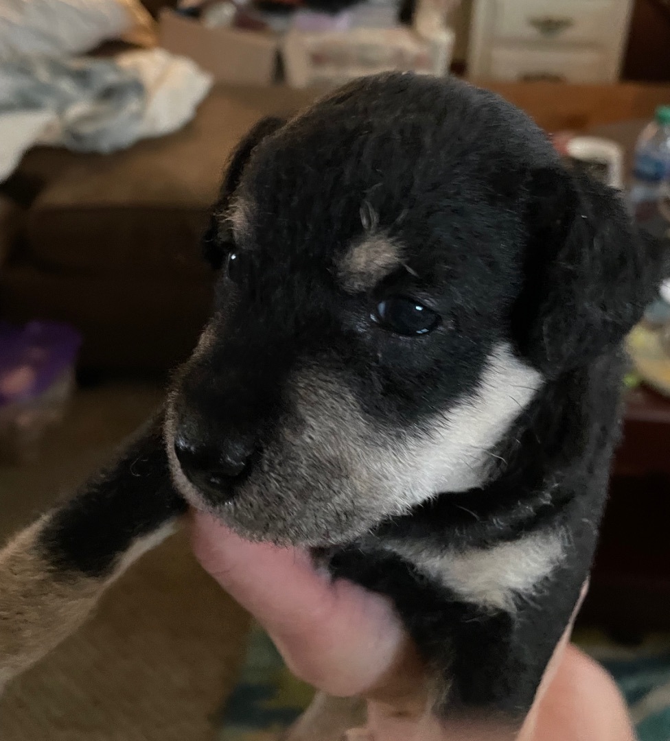 Hannah, Adopted, Puppy Female Miniature Poodle & Miniature Schnauzer.