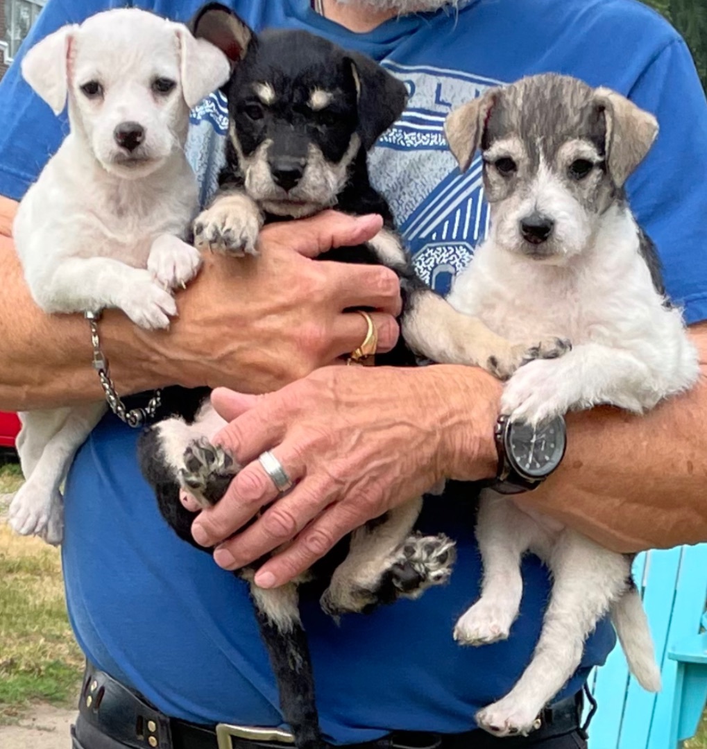 Enlarge Hannah, a Adopted mixed breed in Milan, MI image 2/4