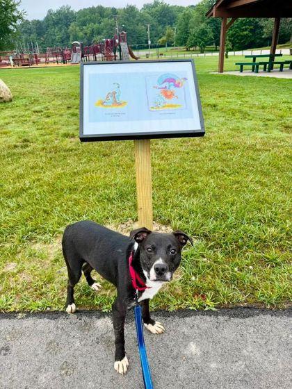 CJ, Adoptable, Adult Male Labrador Retriever & Border Collie.
