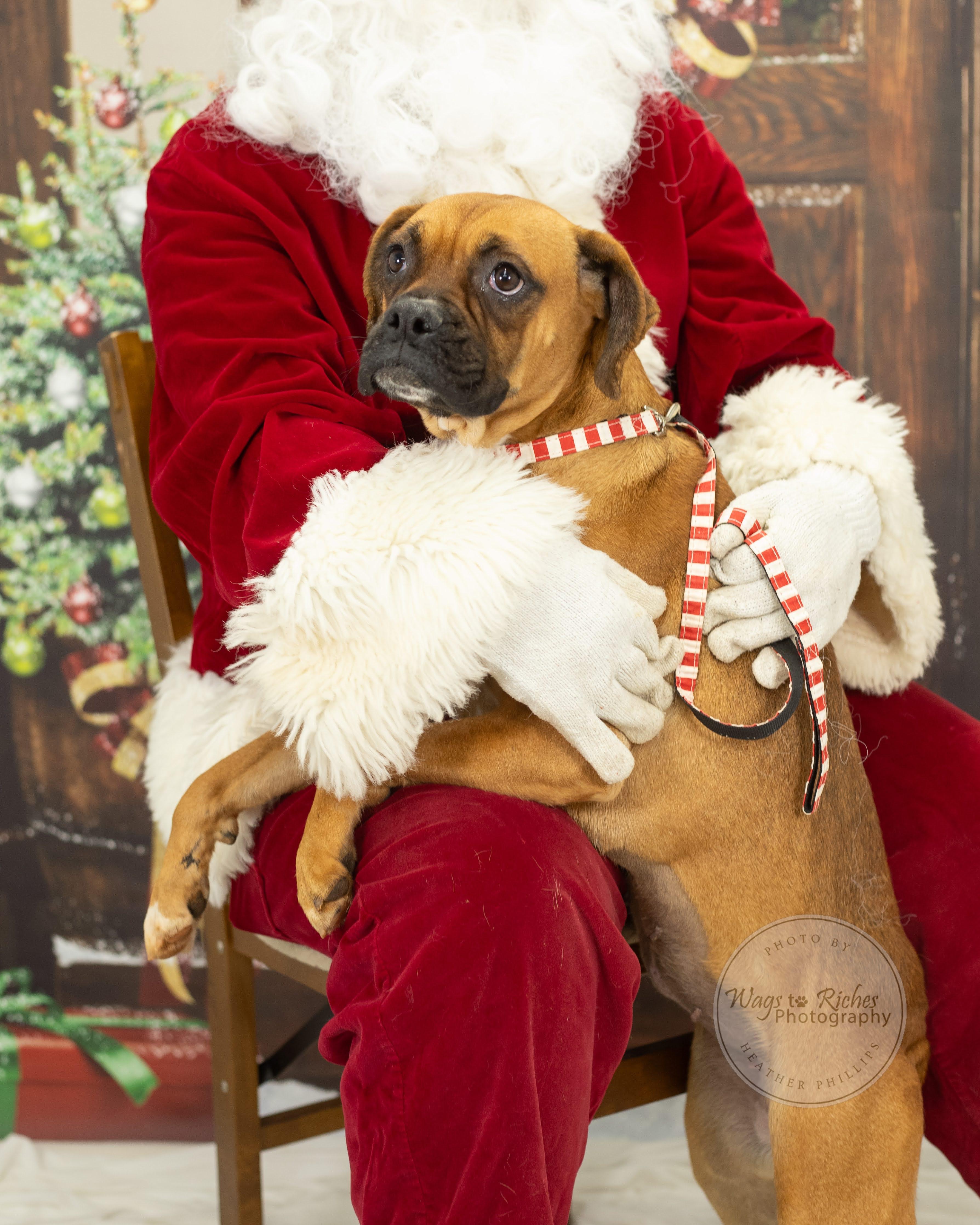 Enlarge Hailey, a Adoptable mixed breed in Jacksonville, AL image 6/6