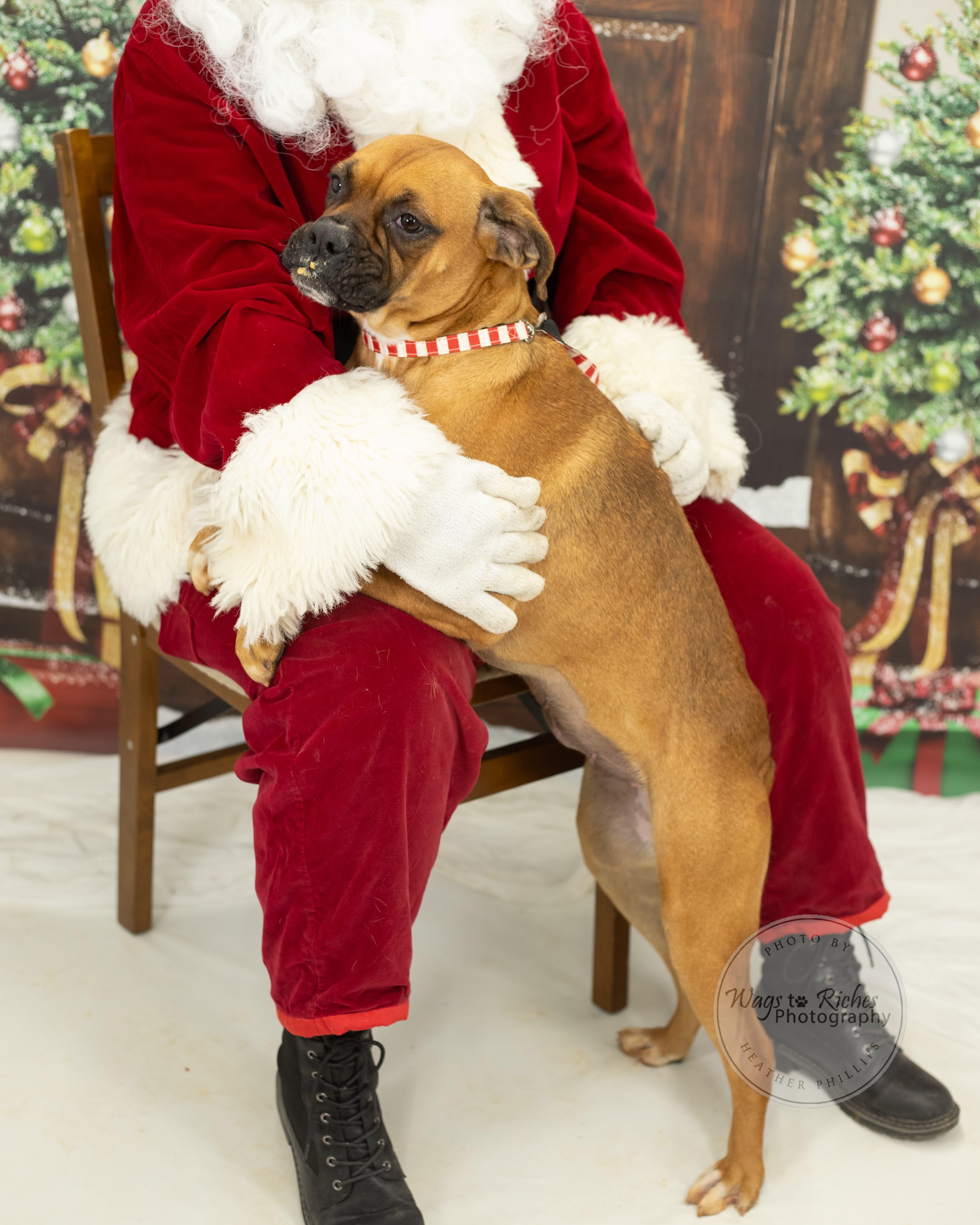 Enlarge Hailey, a Adoptable mixed breed in Jacksonville, AL image 5/6