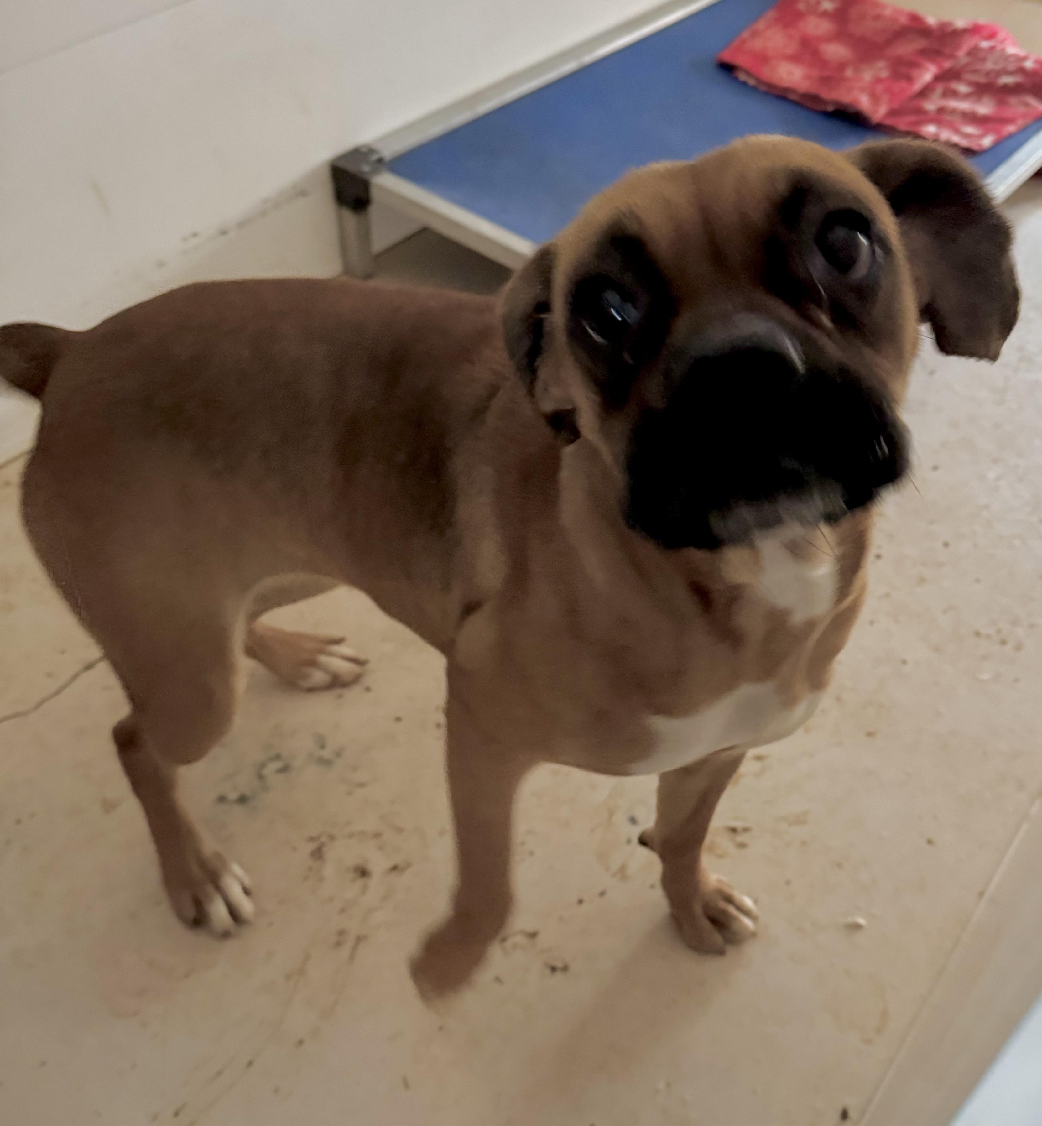 Enlarge Hailey, a Adoptable mixed breed in Jacksonville, AL image 2/6