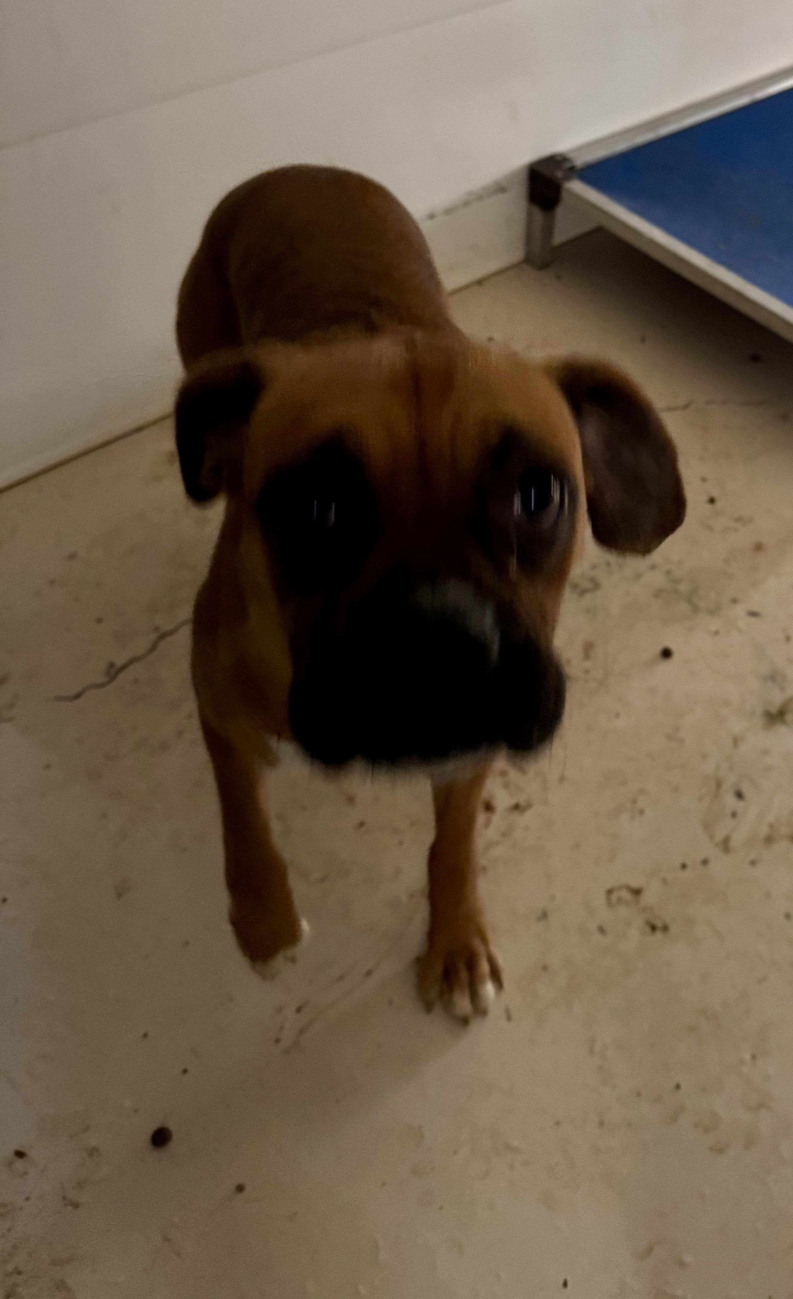 Enlarge Hailey, a Adoptable mixed breed in Jacksonville, AL image 3/6