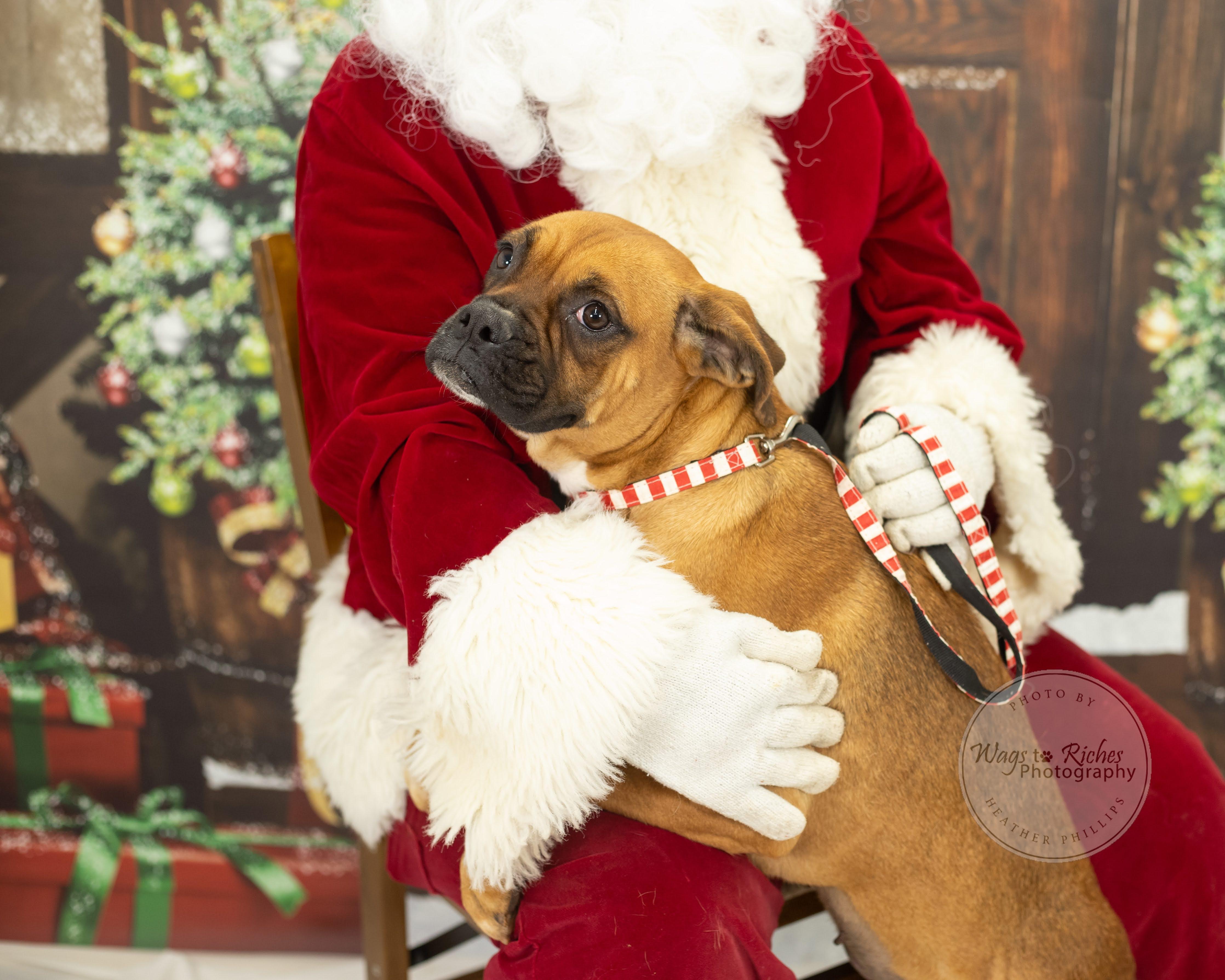 Enlarge Hailey, a Adoptable mixed breed in Jacksonville, AL image 1/6