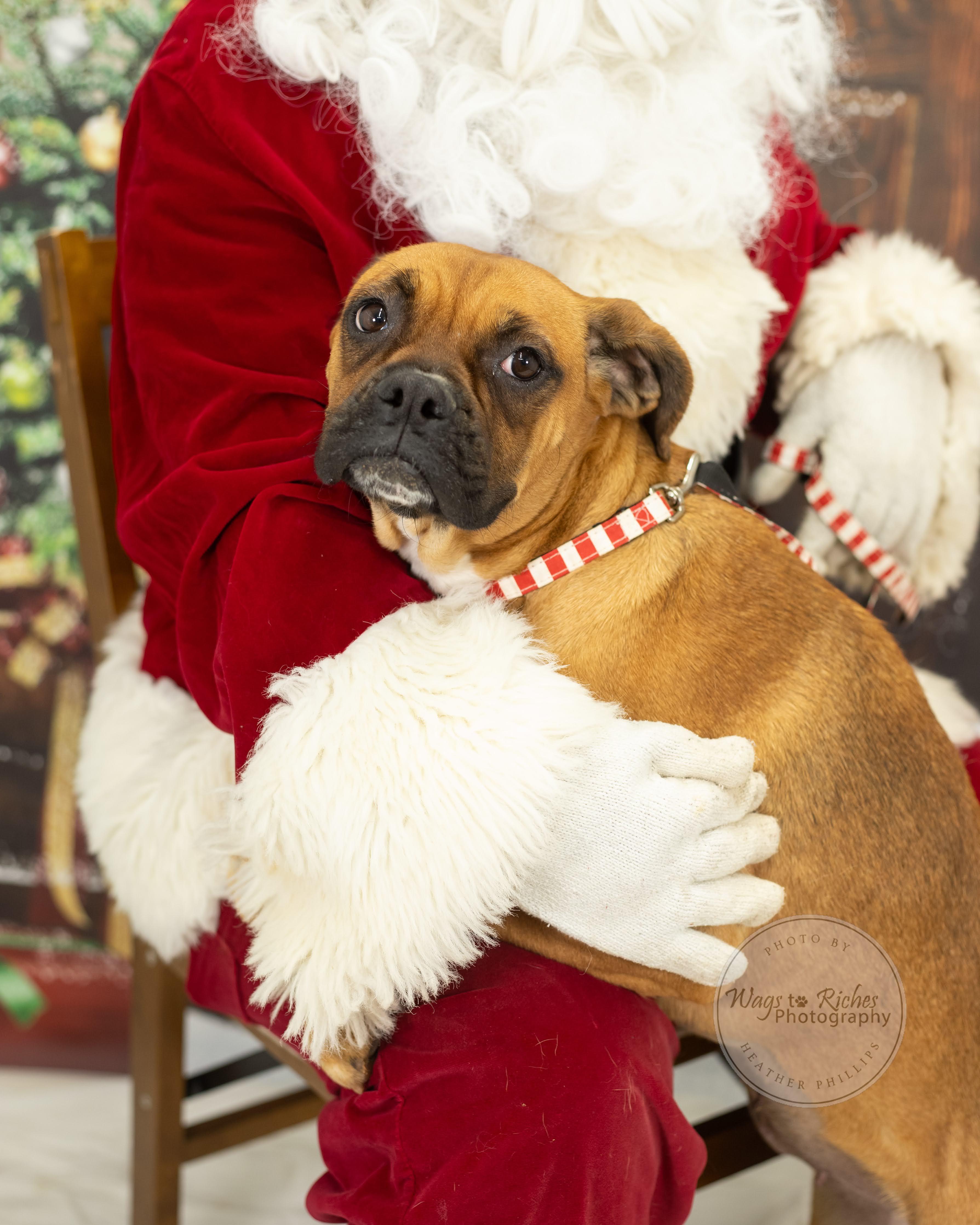 Enlarge Hailey, a Adoptable mixed breed in Jacksonville, AL image 4/6