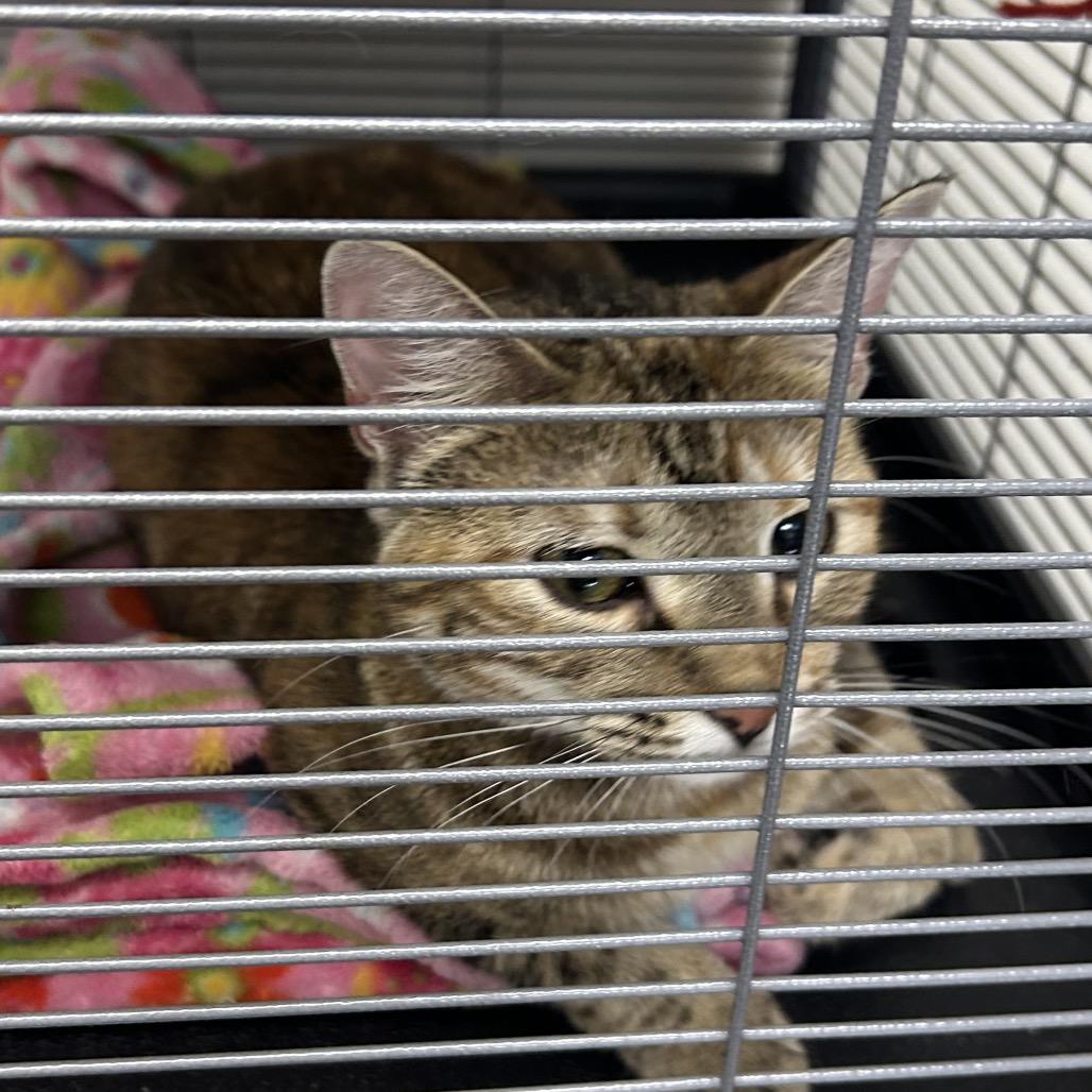 Enlarge Charlotte, a Adoptable Domestic Short Hair in Hannibal, MO image 1/2