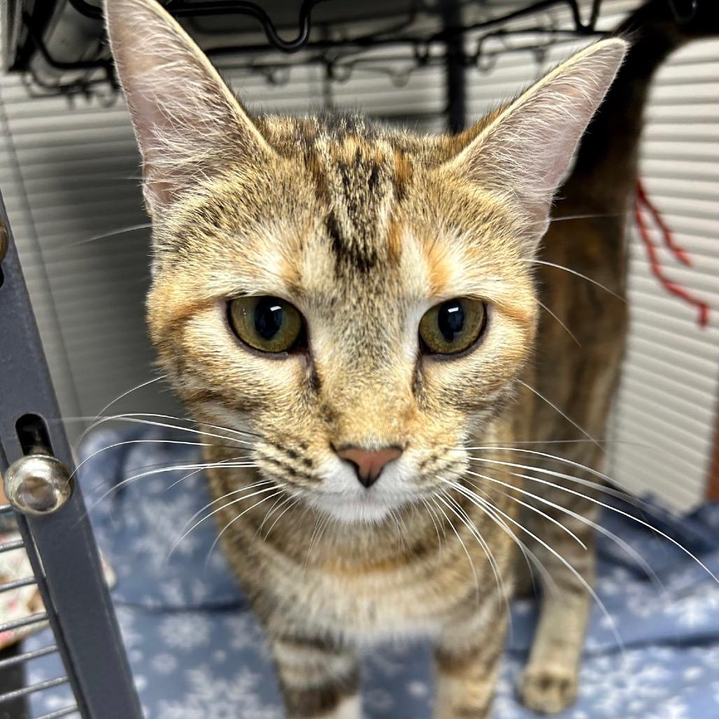 Enlarge Charlotte, a Adoptable Domestic Short Hair in Hannibal, MO image 2/2