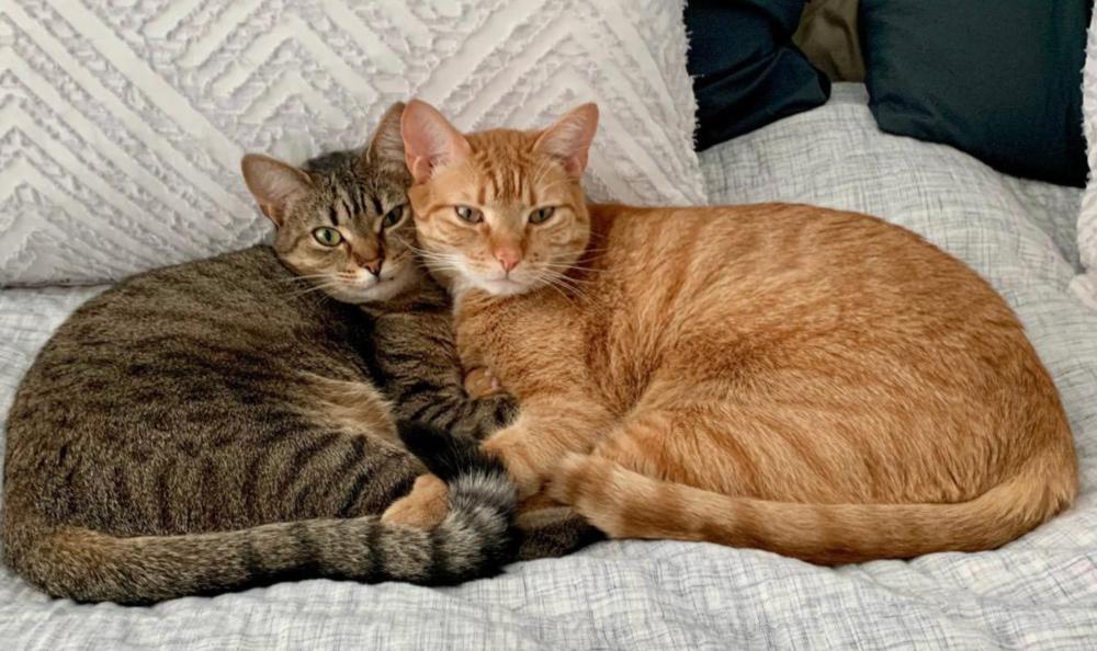 Enlarge June, a Adoptable mixed breed in Carrollton, VA image 1/6