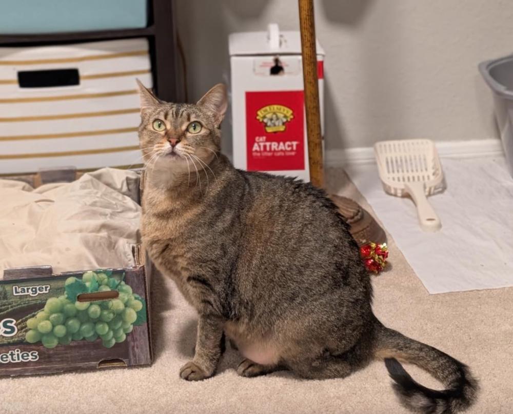 Enlarge June, a Adoptable mixed breed in Carrollton, VA image 2/6