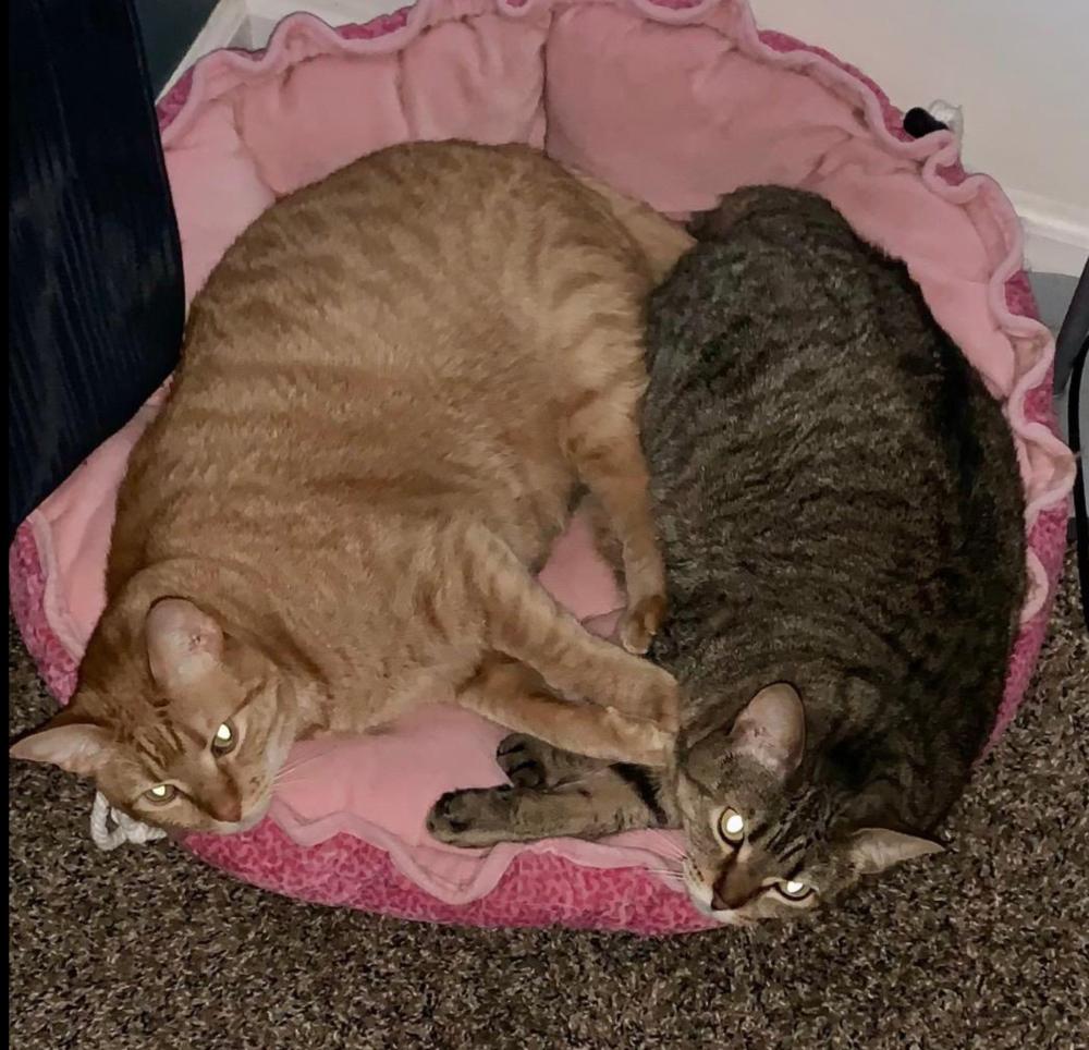 Enlarge June, a Adoptable mixed breed in Carrollton, VA image 5/6