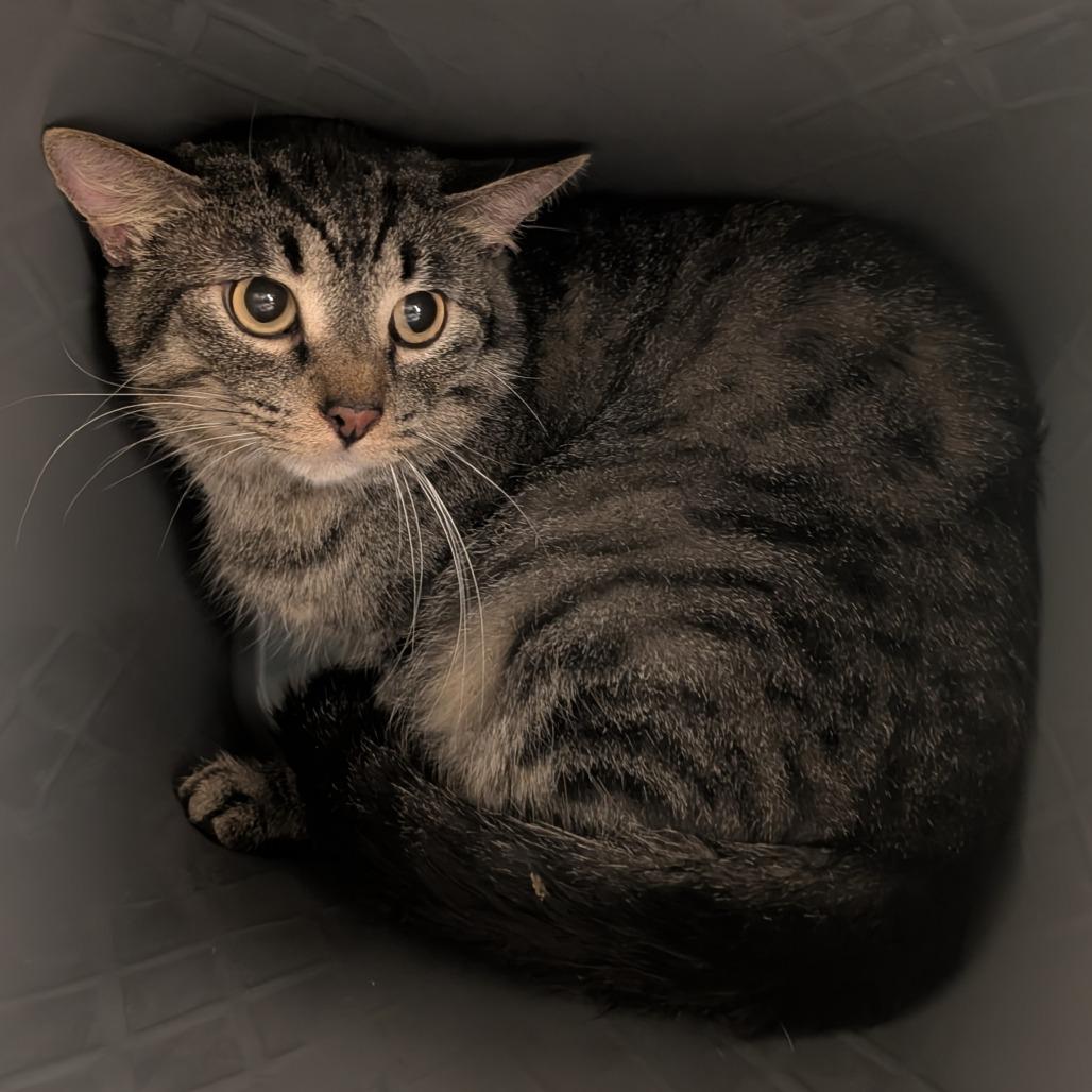 Enlarge Canelo, a Adoptable Domestic Short Hair in Emporia, KS image 1/1