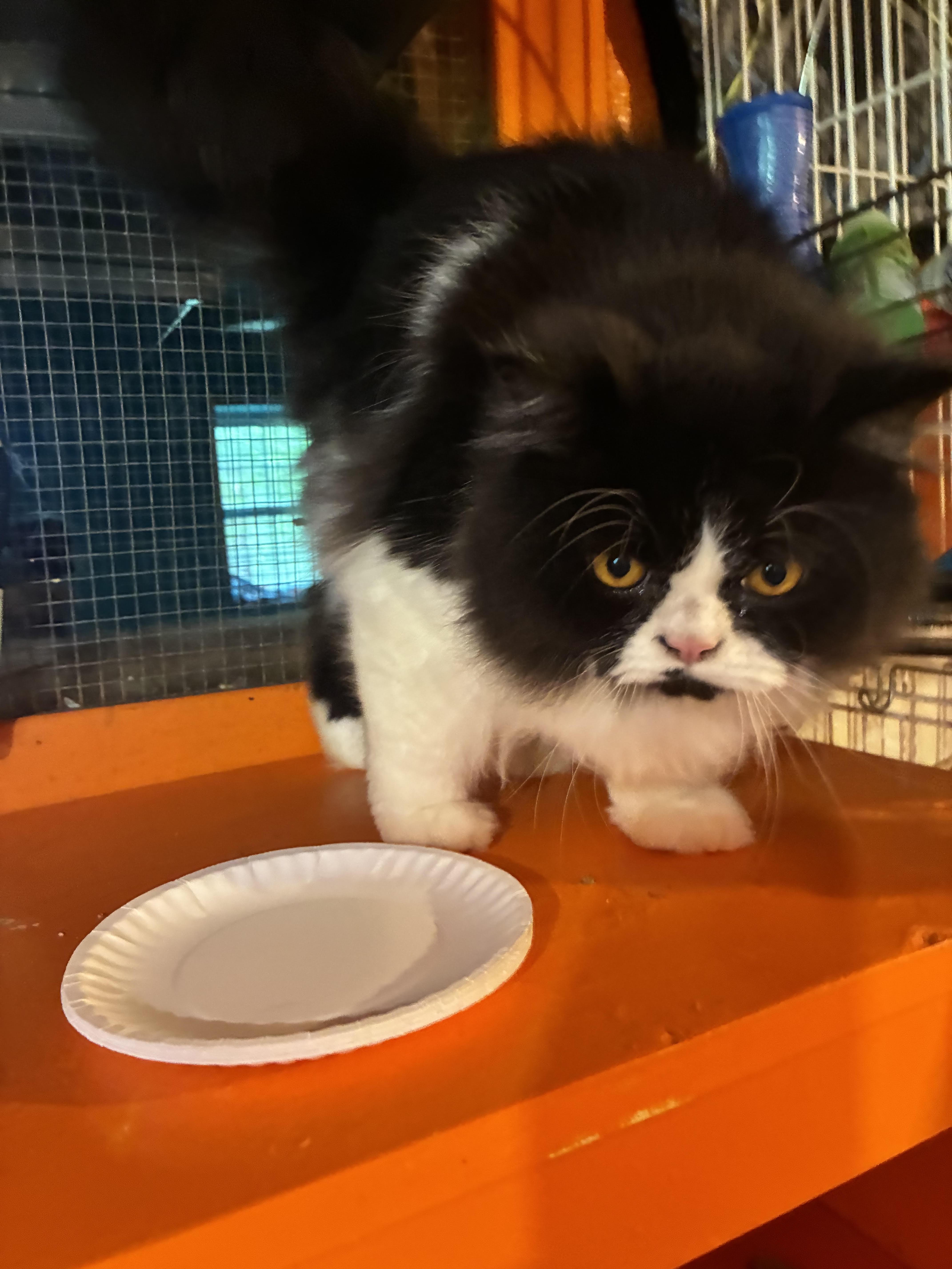 Panda, ADOPTABLE, Adult Male Persian.