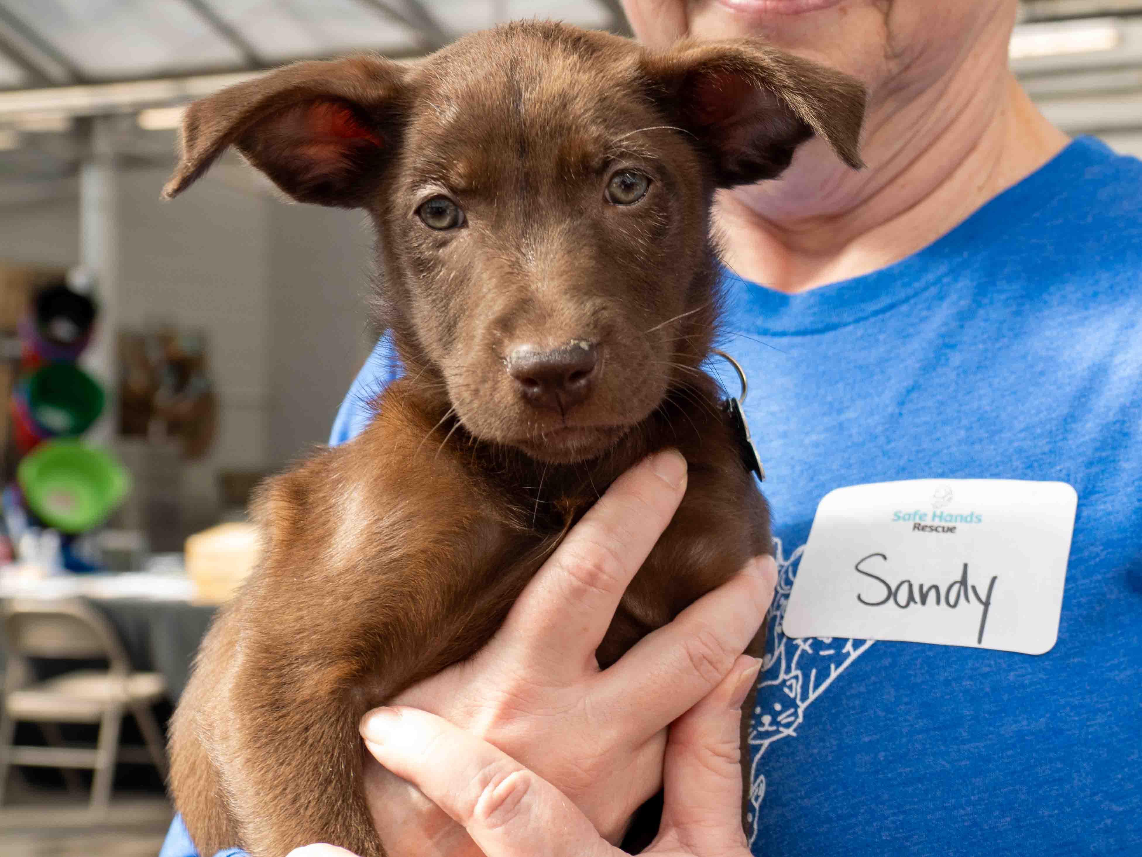 Enlarge Jaxon, a Adoptable mixed breed in Minneapolis, MN image 3/6