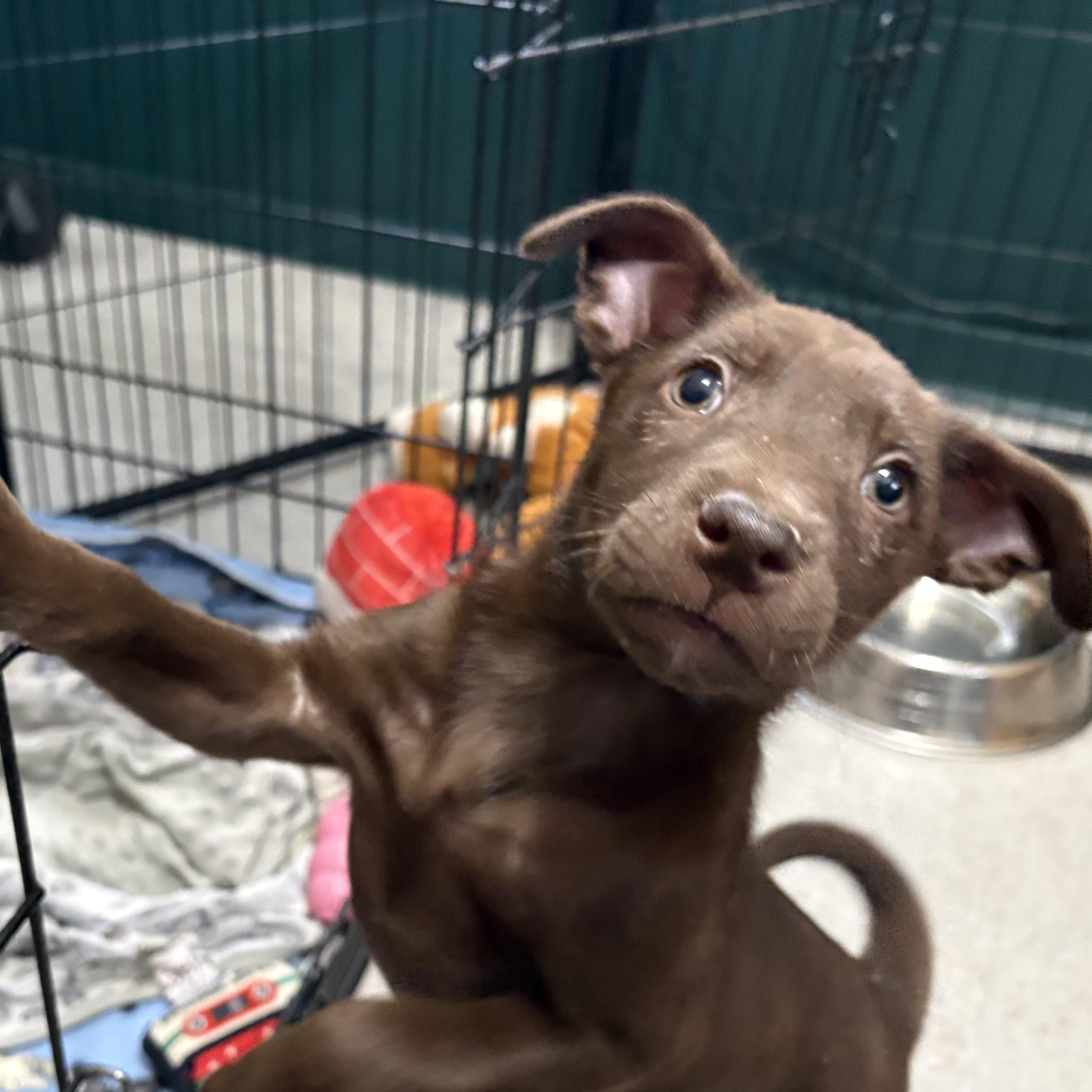 Enlarge Jaxon, a Adoptable mixed breed in Minneapolis, MN image 4/6