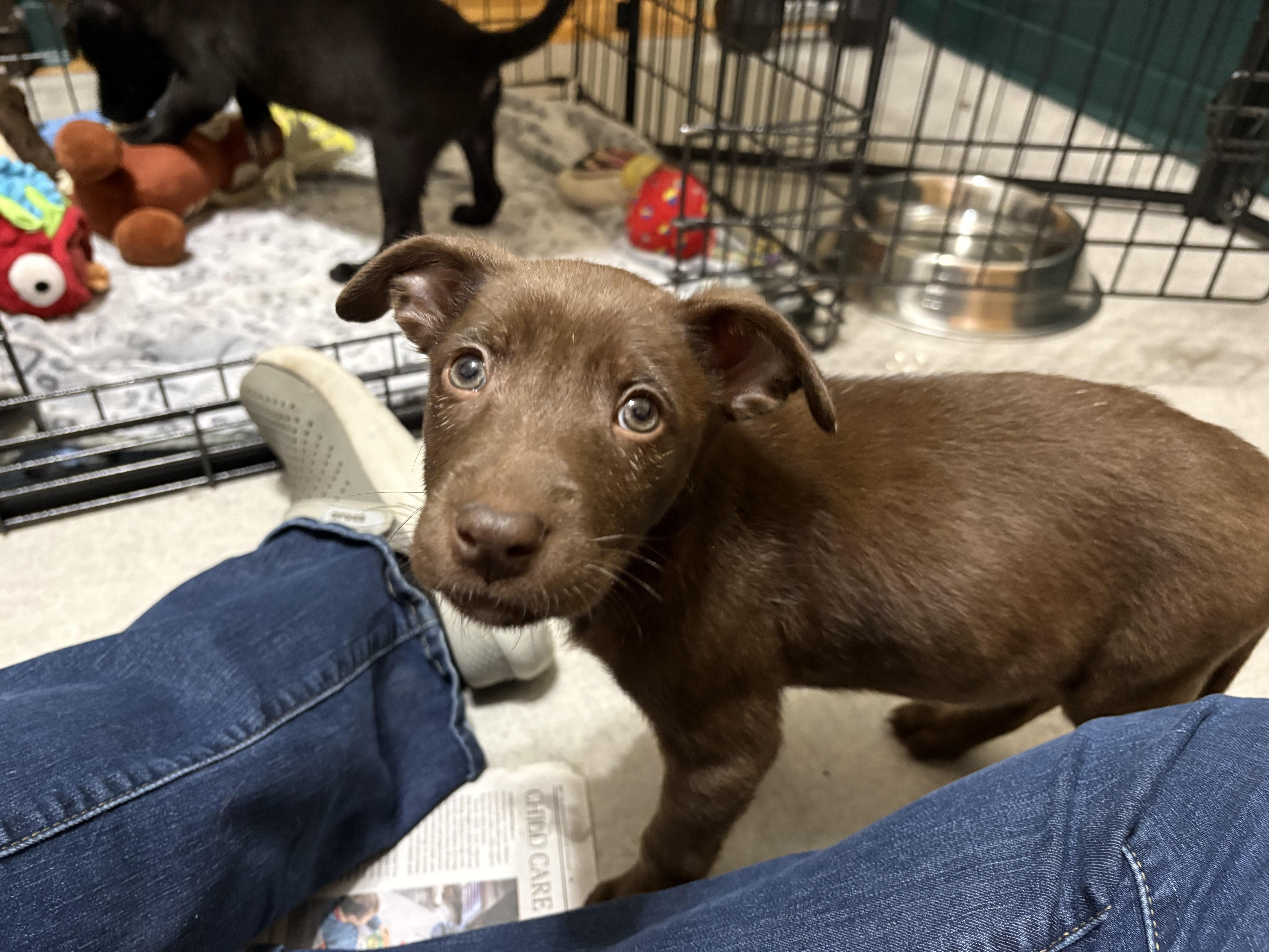Enlarge Jaxon, a Adoptable mixed breed in Minneapolis, MN image 5/6
