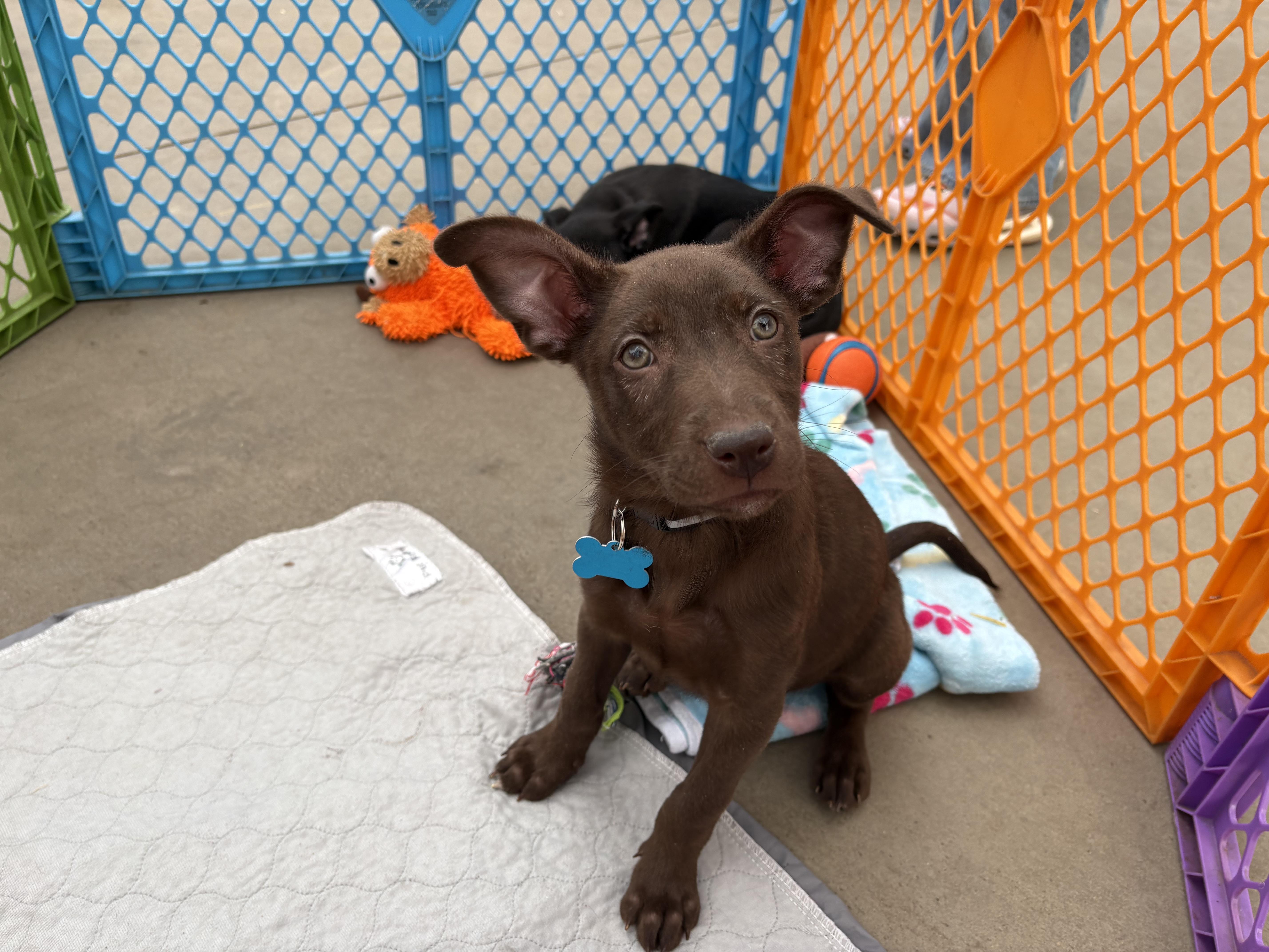Enlarge Jaxon, a Adoptable mixed breed in Minneapolis, MN image 1/6