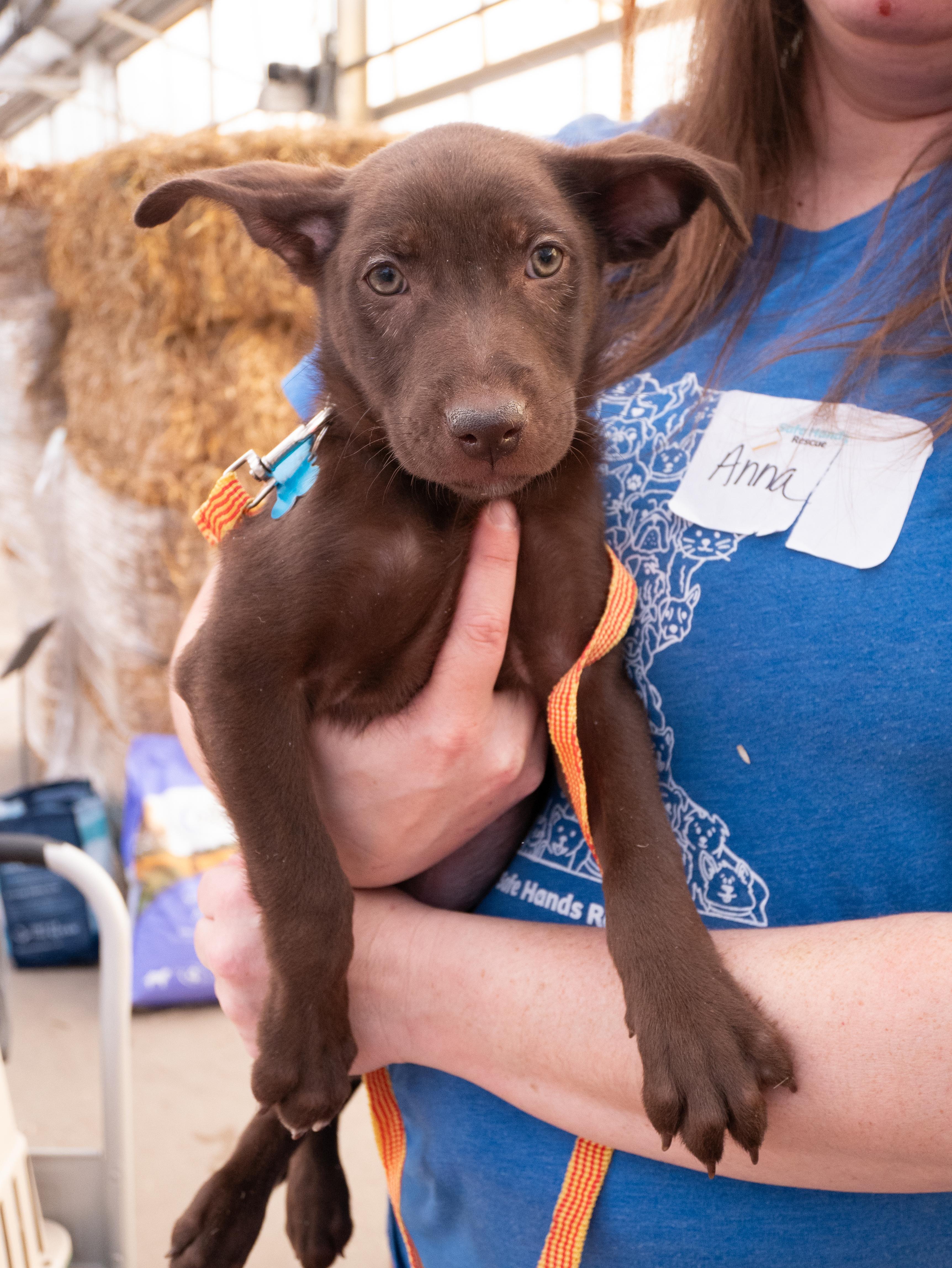 Enlarge Jaxon, a Adoptable mixed breed in Minneapolis, MN image 2/6