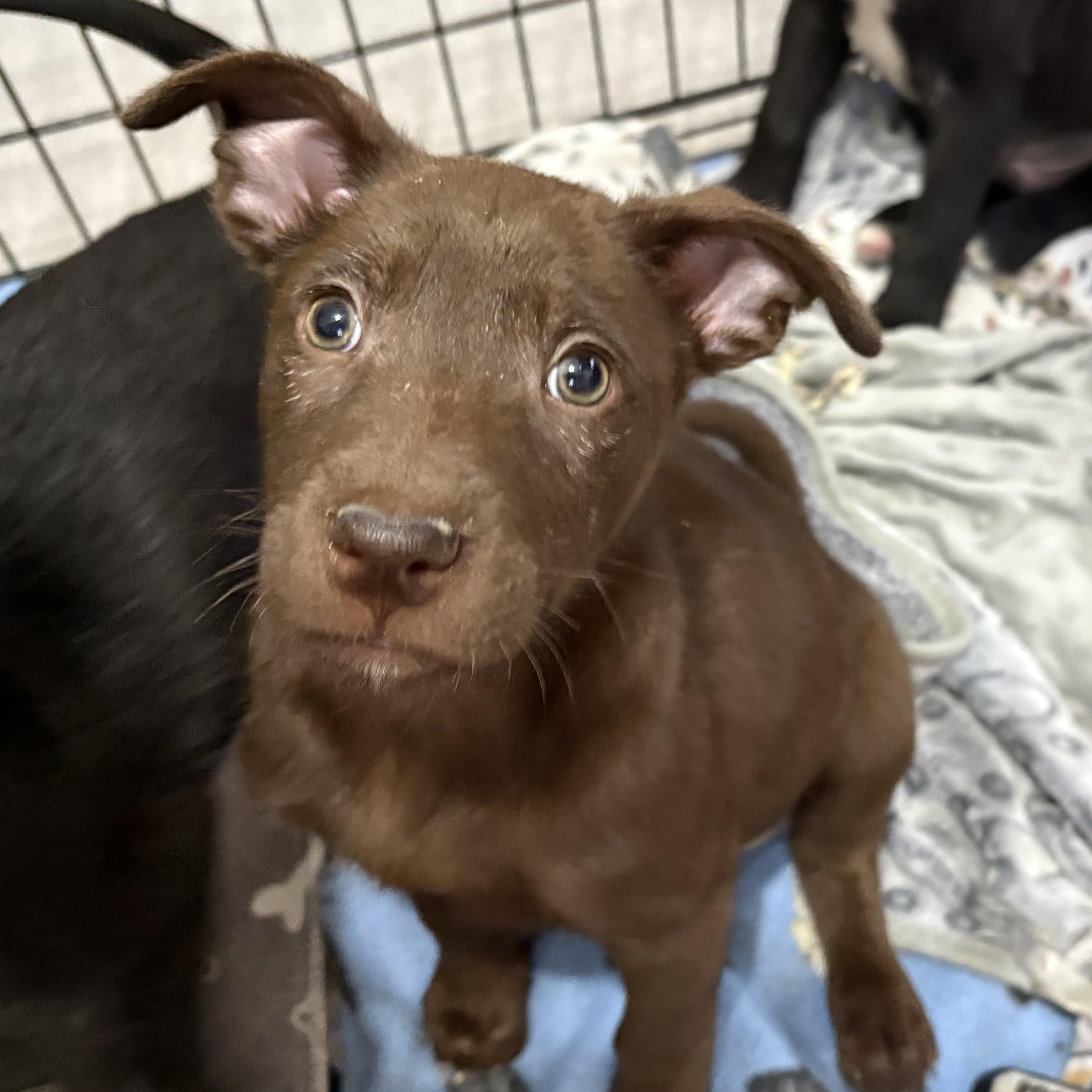 Enlarge Jaxon, a Adoptable mixed breed in Minneapolis, MN image 6/6