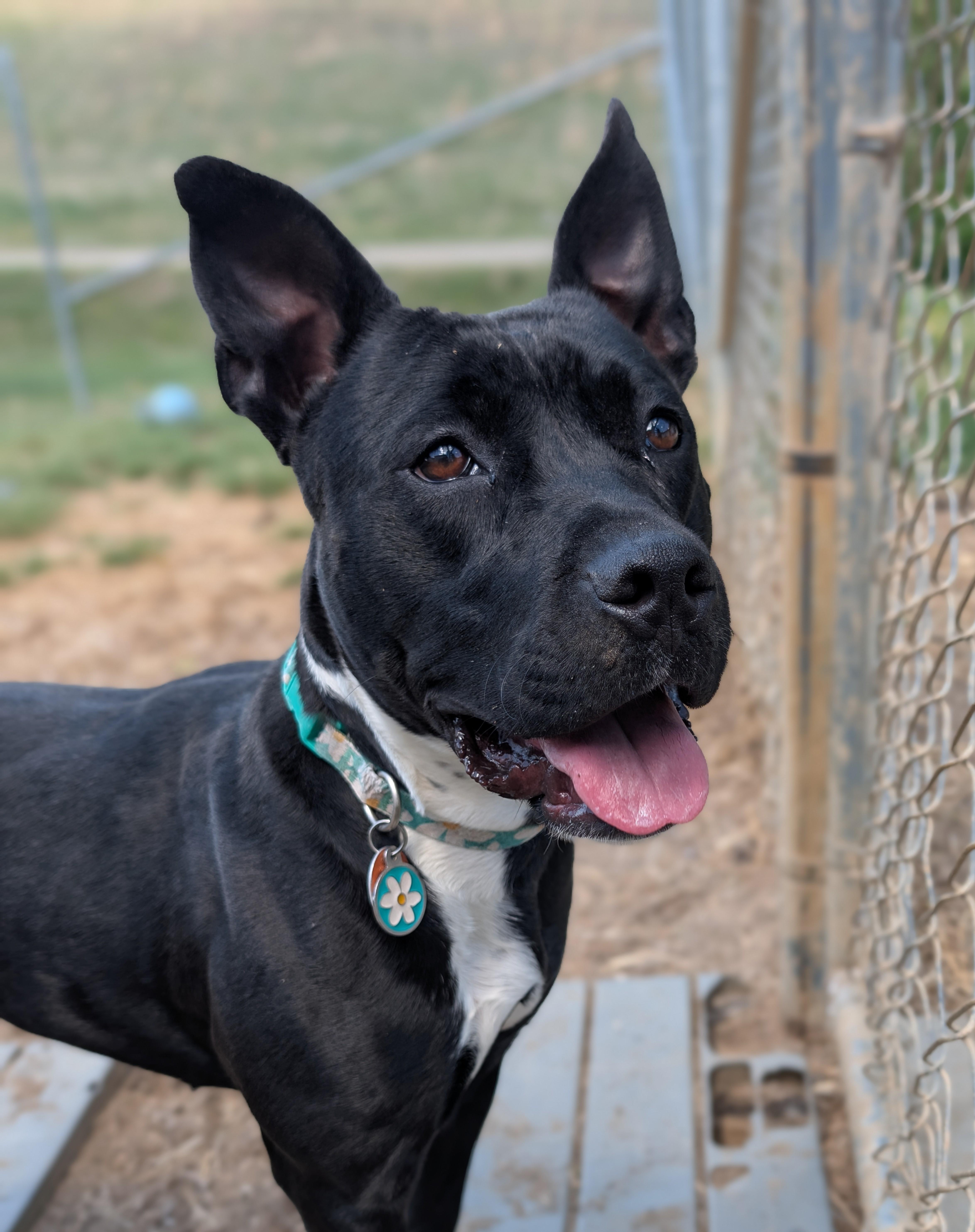 Lily, ADOPTABLE, Young Female Terrier.