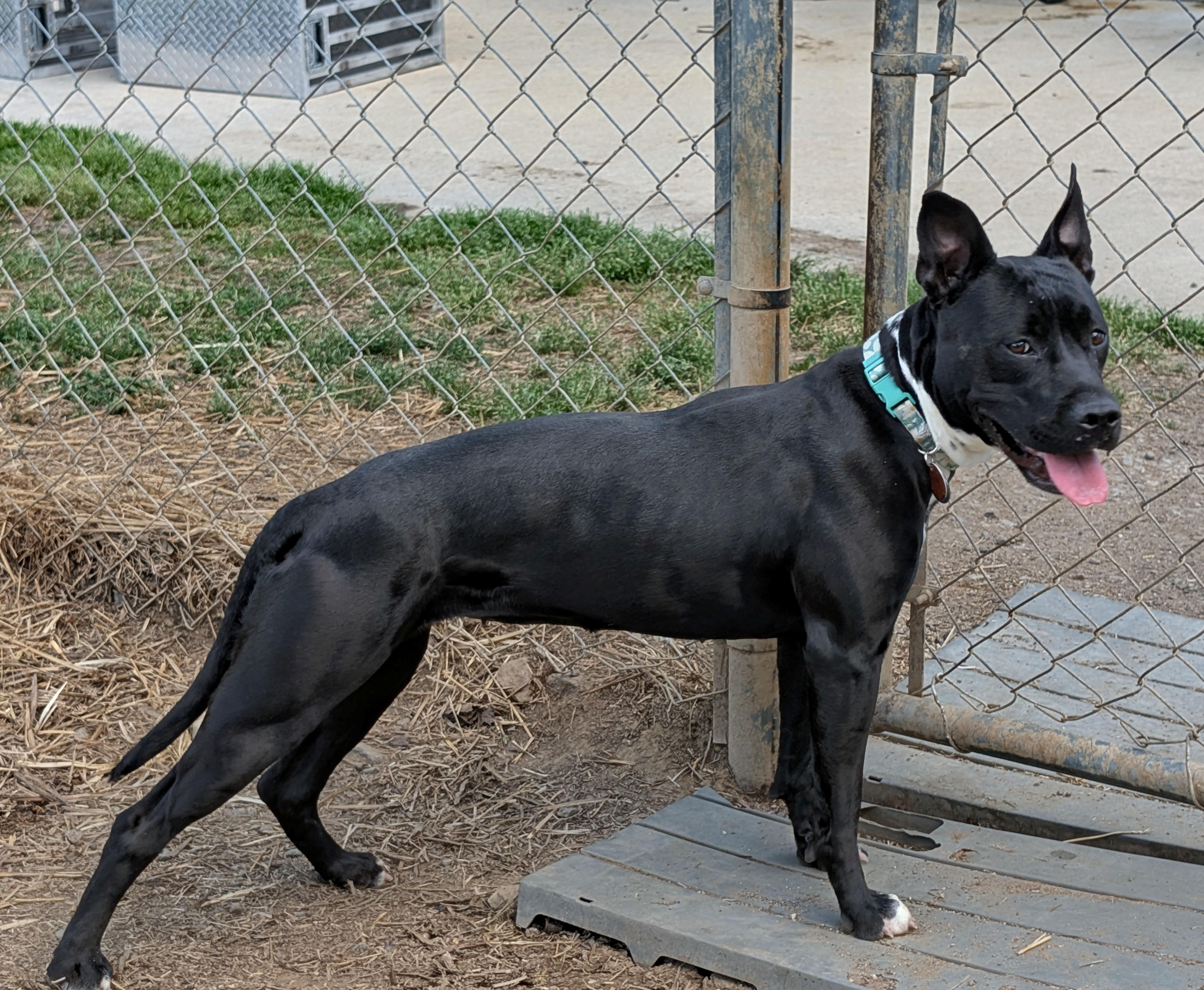 Enlarge Lily, a ADOPTABLE mixed breed in Blackstone, VA image 2/2