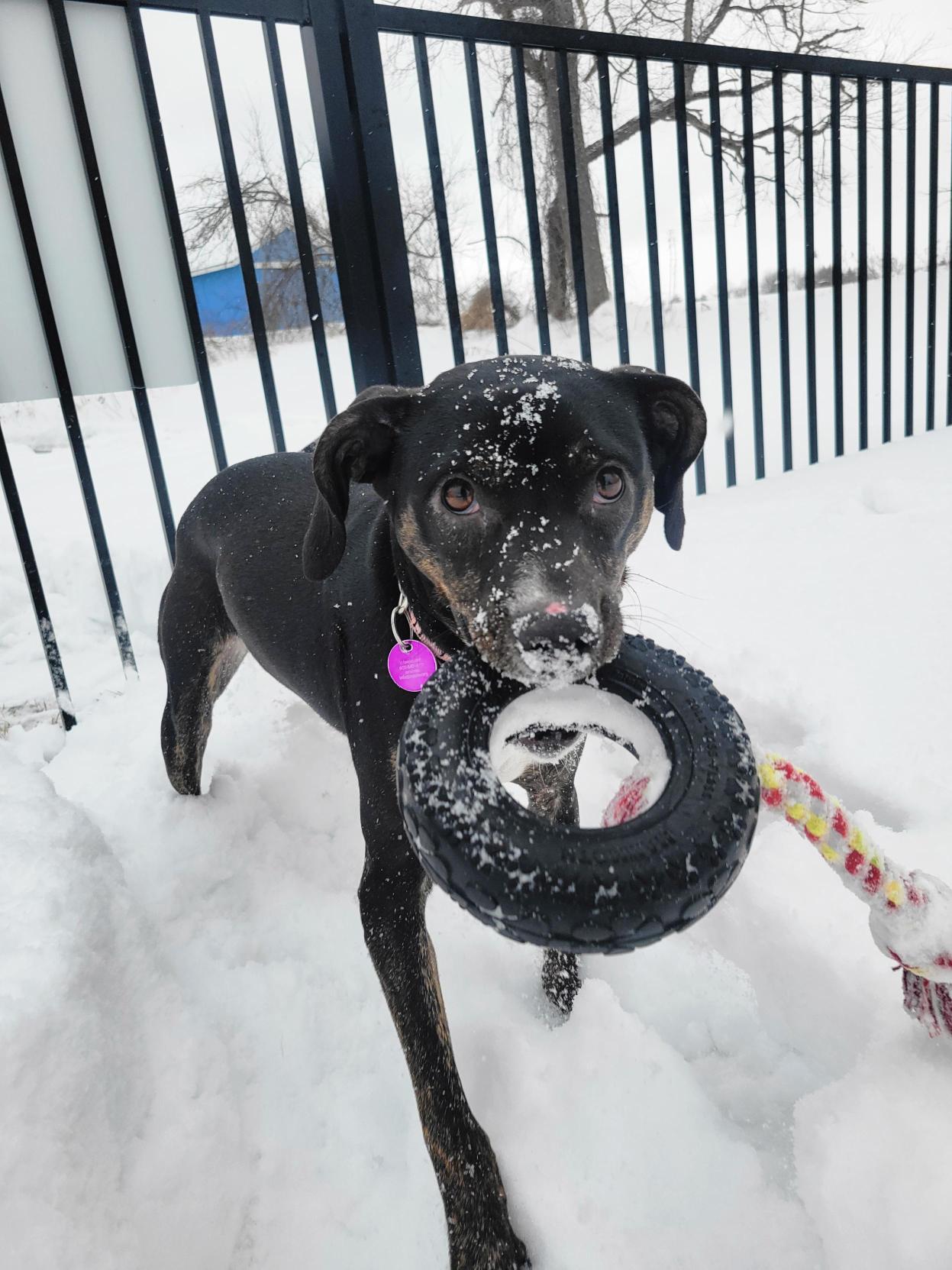 Raya, ADOPTABLE, Puppy Female Mixed Breed.