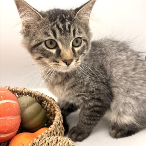 BBQ, Adopted, Kitten Male Domestic Long Hair.