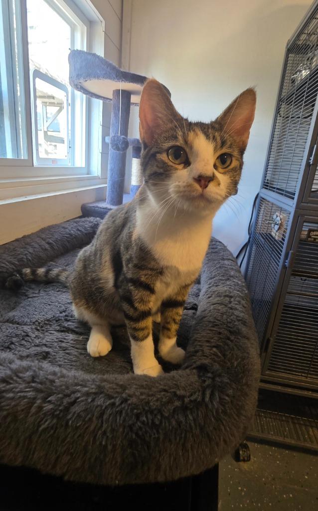 Pickles, Adoptable, Kitten Female Domestic Short Hair.