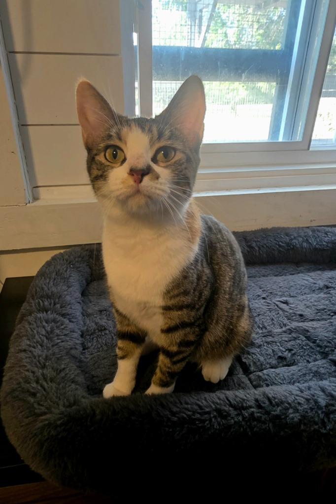 Enlarge Pickles, a Adoptable mixed breed in Miami, OK image 2/6