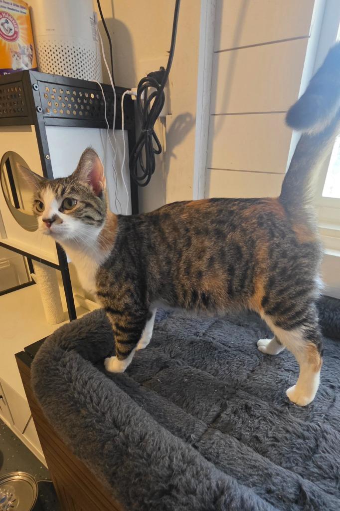 Enlarge Pickles, a Adoptable mixed breed in Miami, OK image 6/6