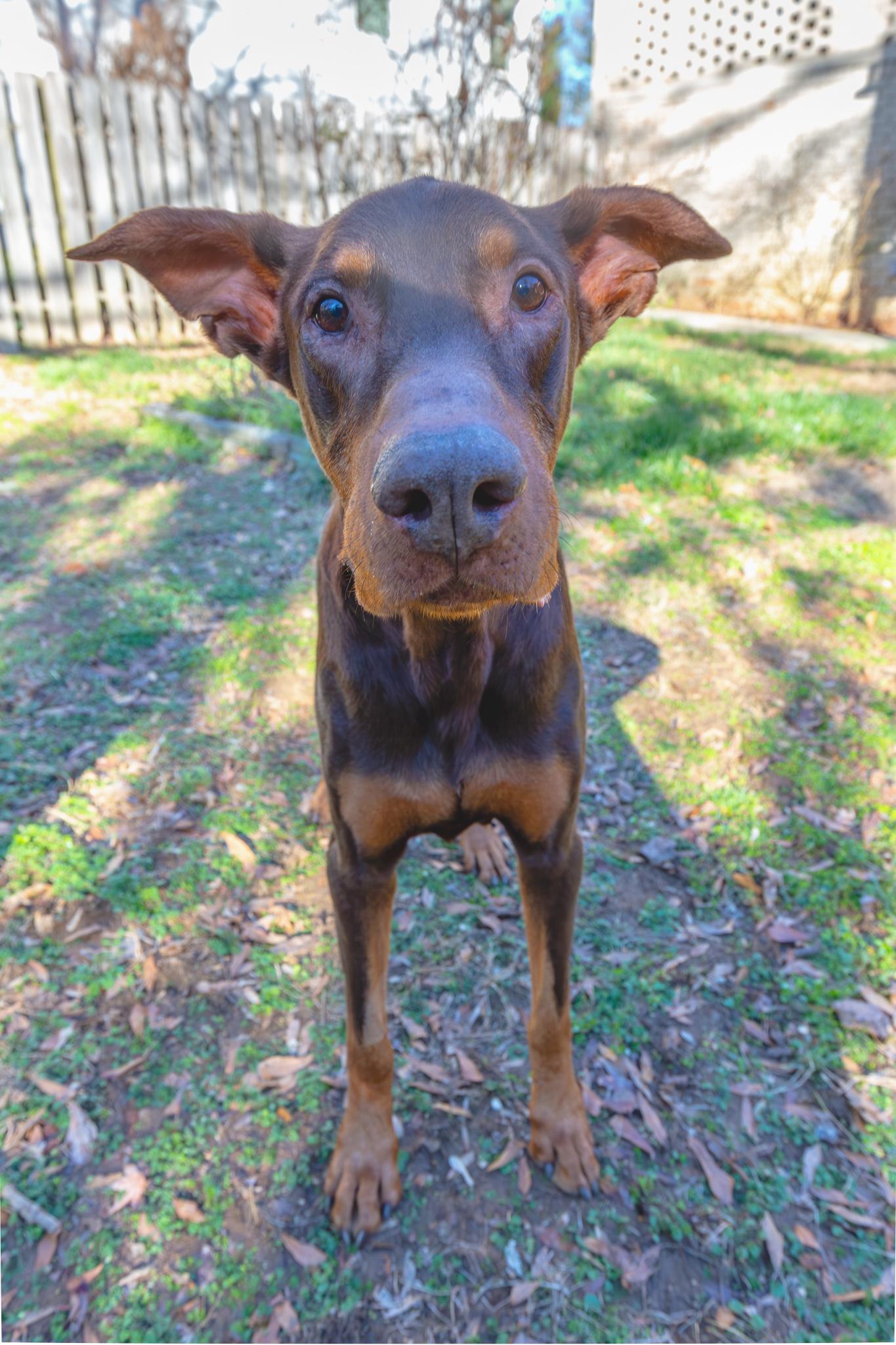 Walter, a ADOPTABLE Doberman Pinscher in Atlanta, GA image 4/6