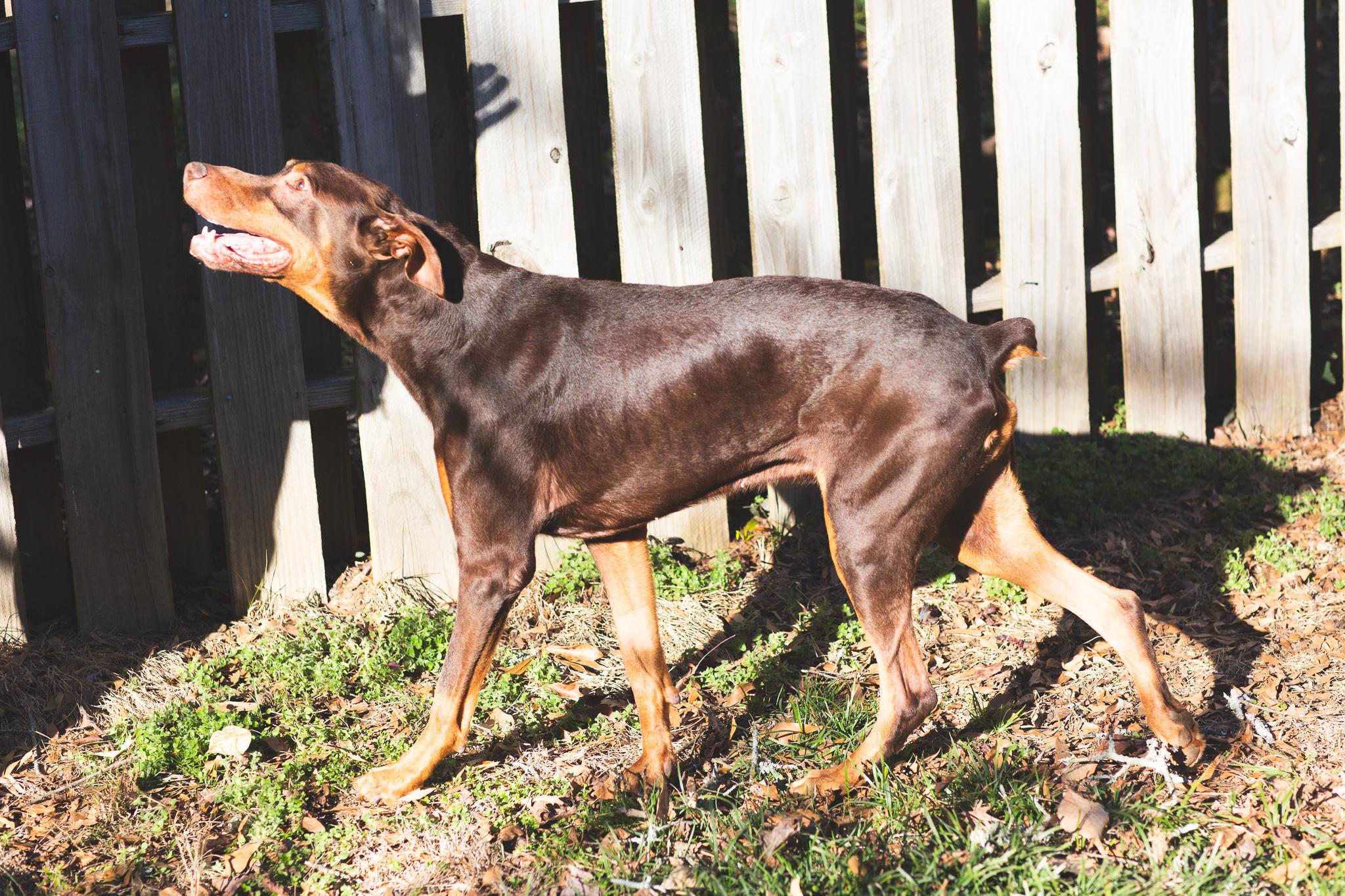 Walter, a ADOPTABLE Doberman Pinscher in Atlanta, GA image 6/6