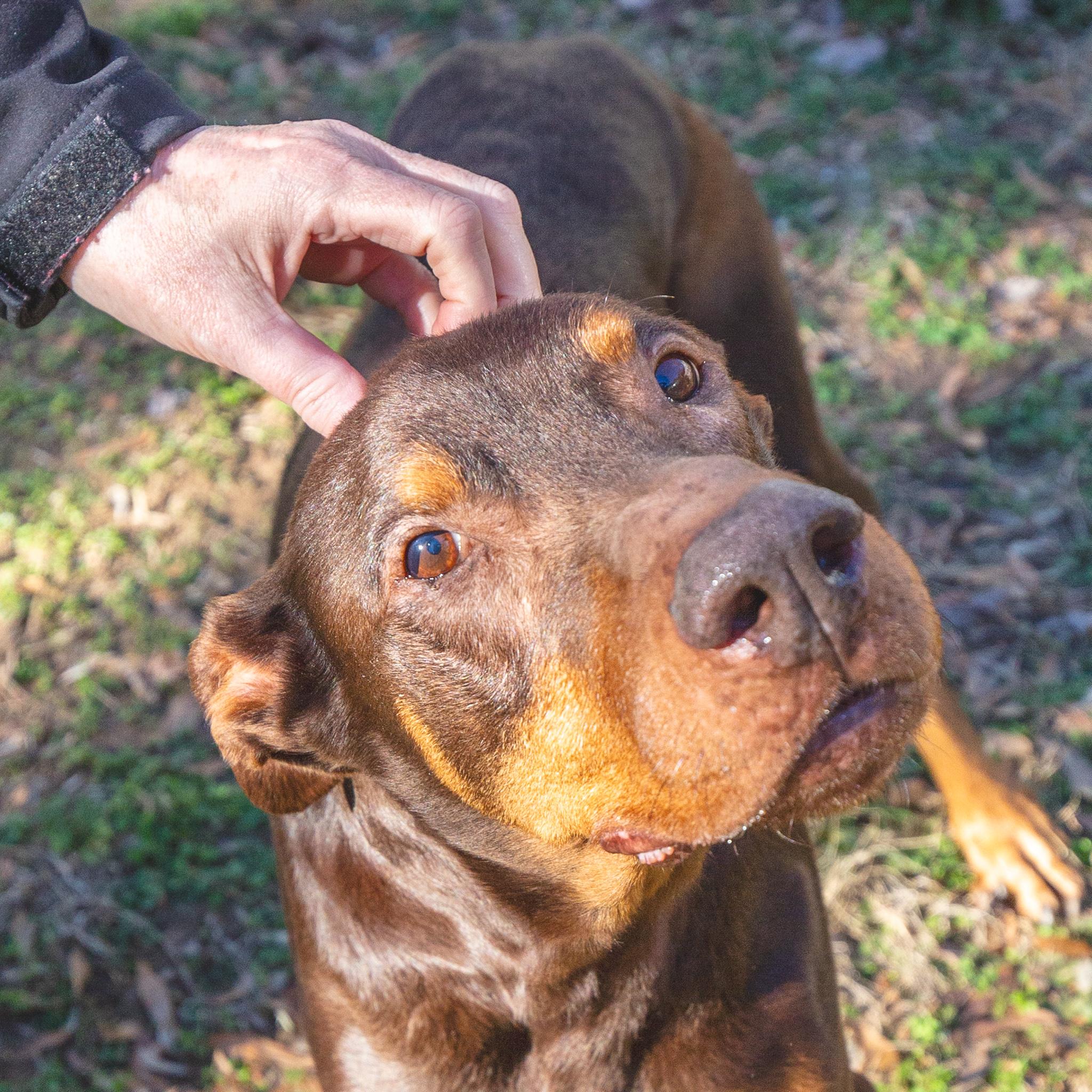 Walter, a ADOPTABLE Doberman Pinscher in Atlanta, GA image 5/6