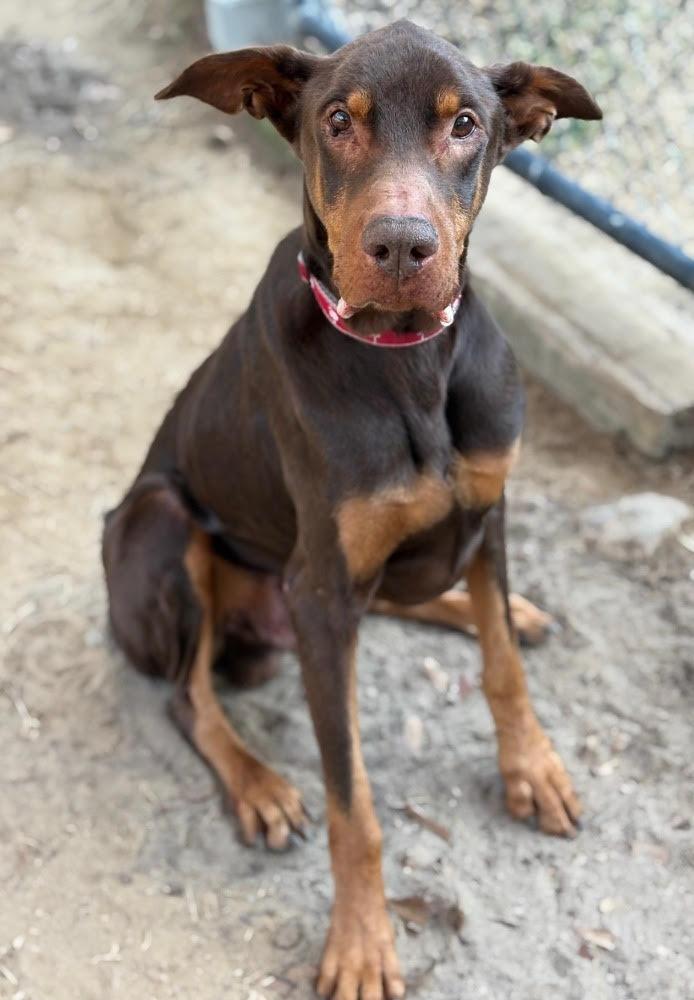 Walter, ADOPTABLE, Adult Male Doberman Pinscher.