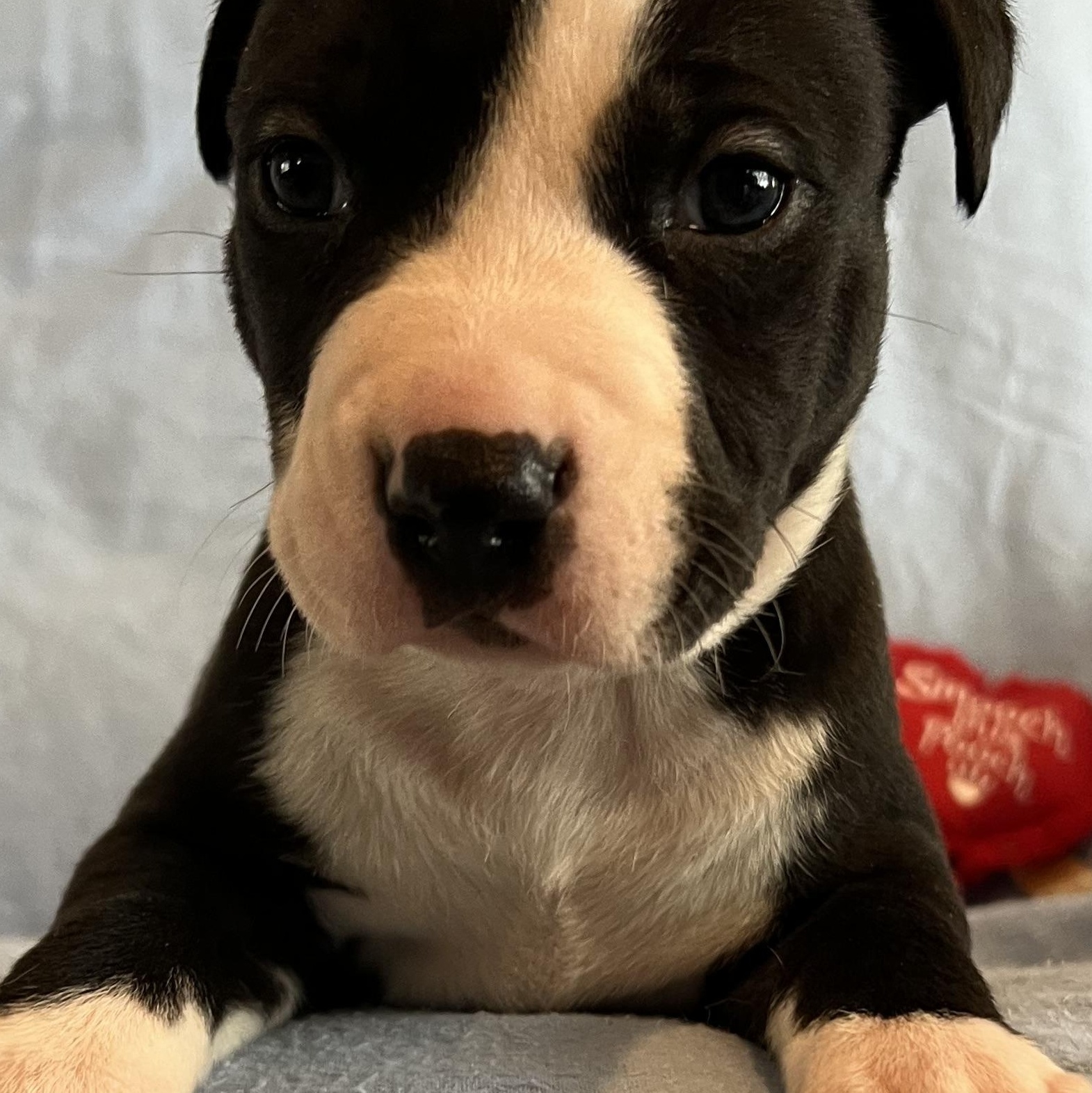 OREO, adopted, Puppy Male American Staffordshire Terrier.