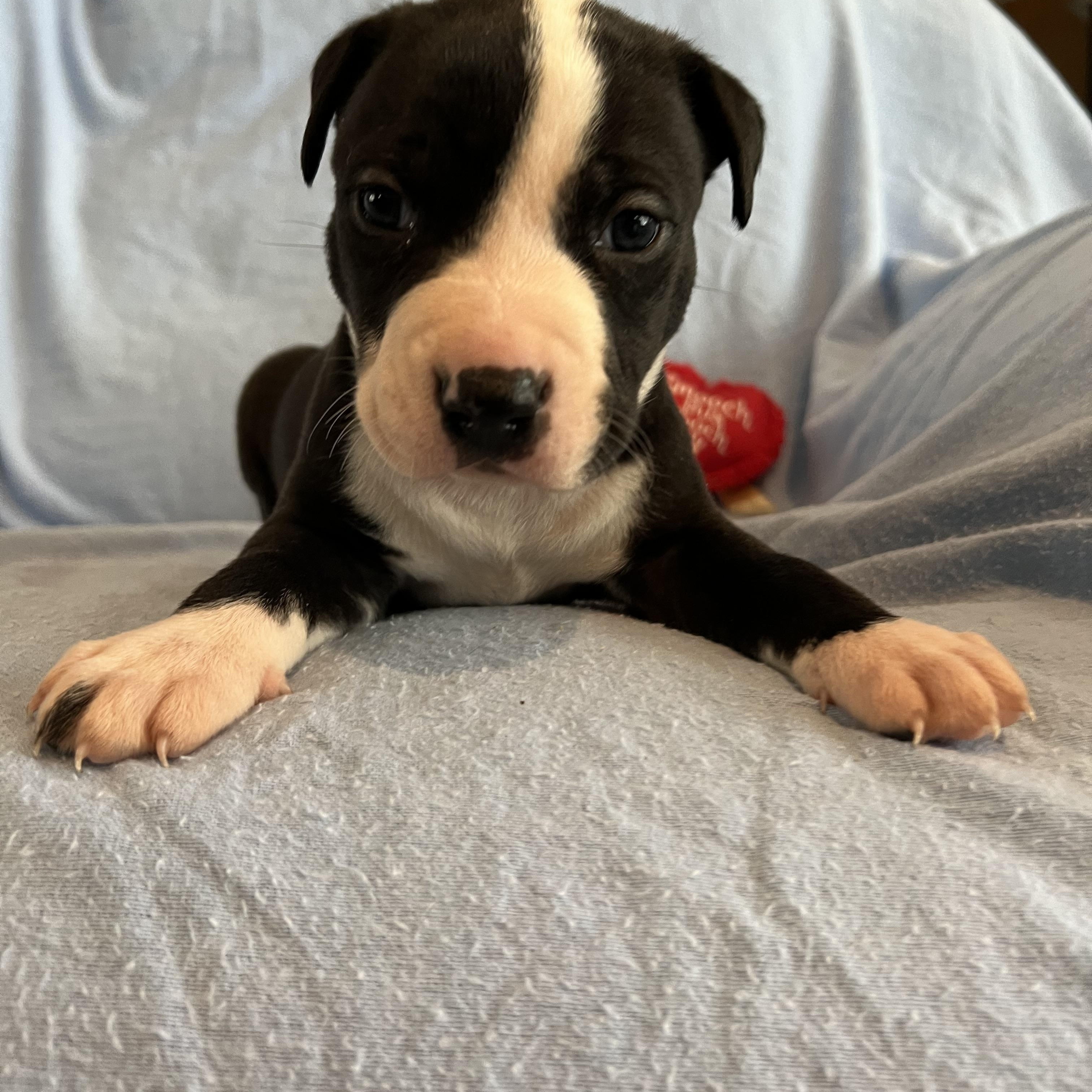 Enlarge OREO, an adopted American Staffordshire Terrier in Sherman Oaks, CA image 2/4