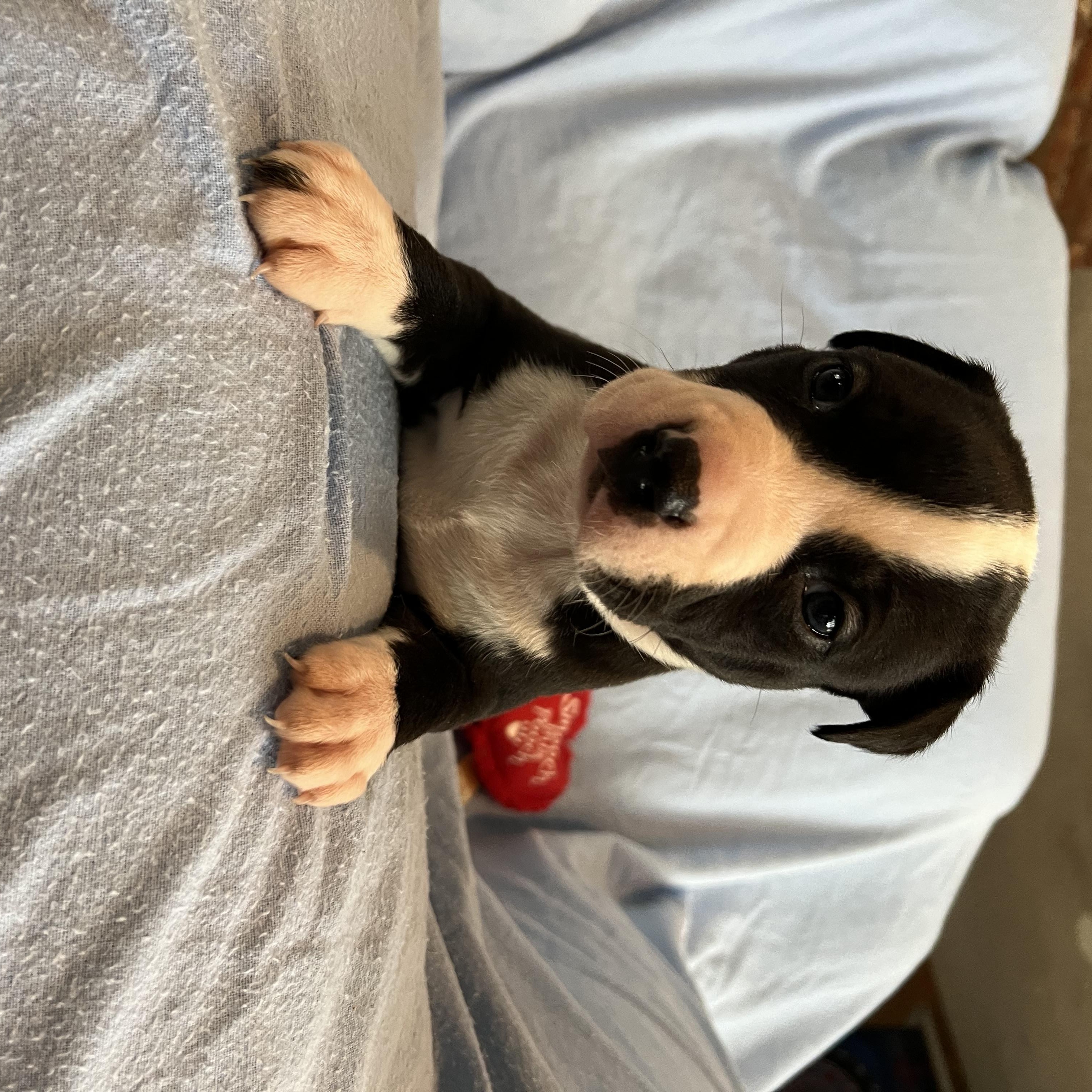 Enlarge OREO, an adopted American Staffordshire Terrier in Sherman Oaks, CA image 3/4
